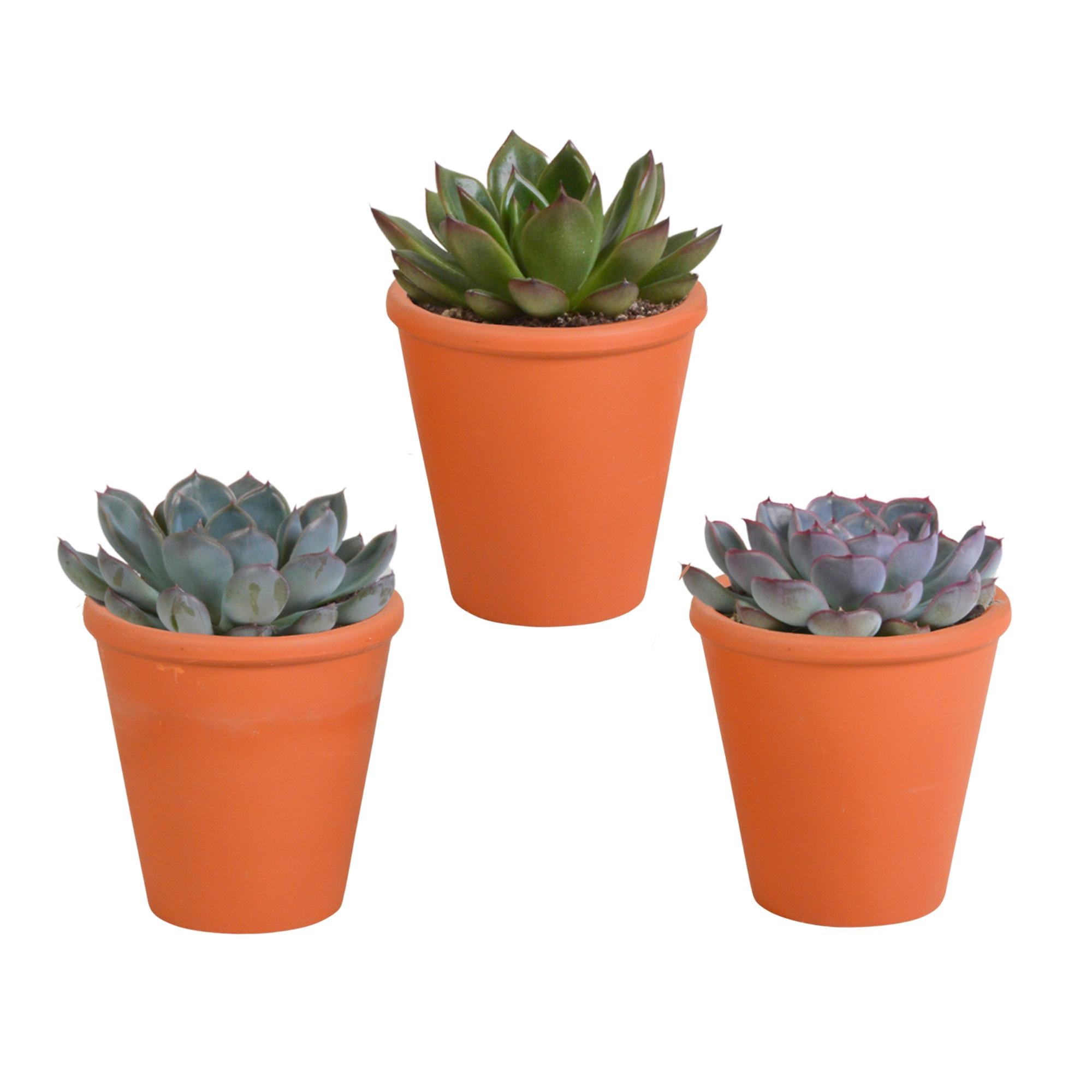 Echeveria mix 8.5 cm in terracotta pot | 3 stuks