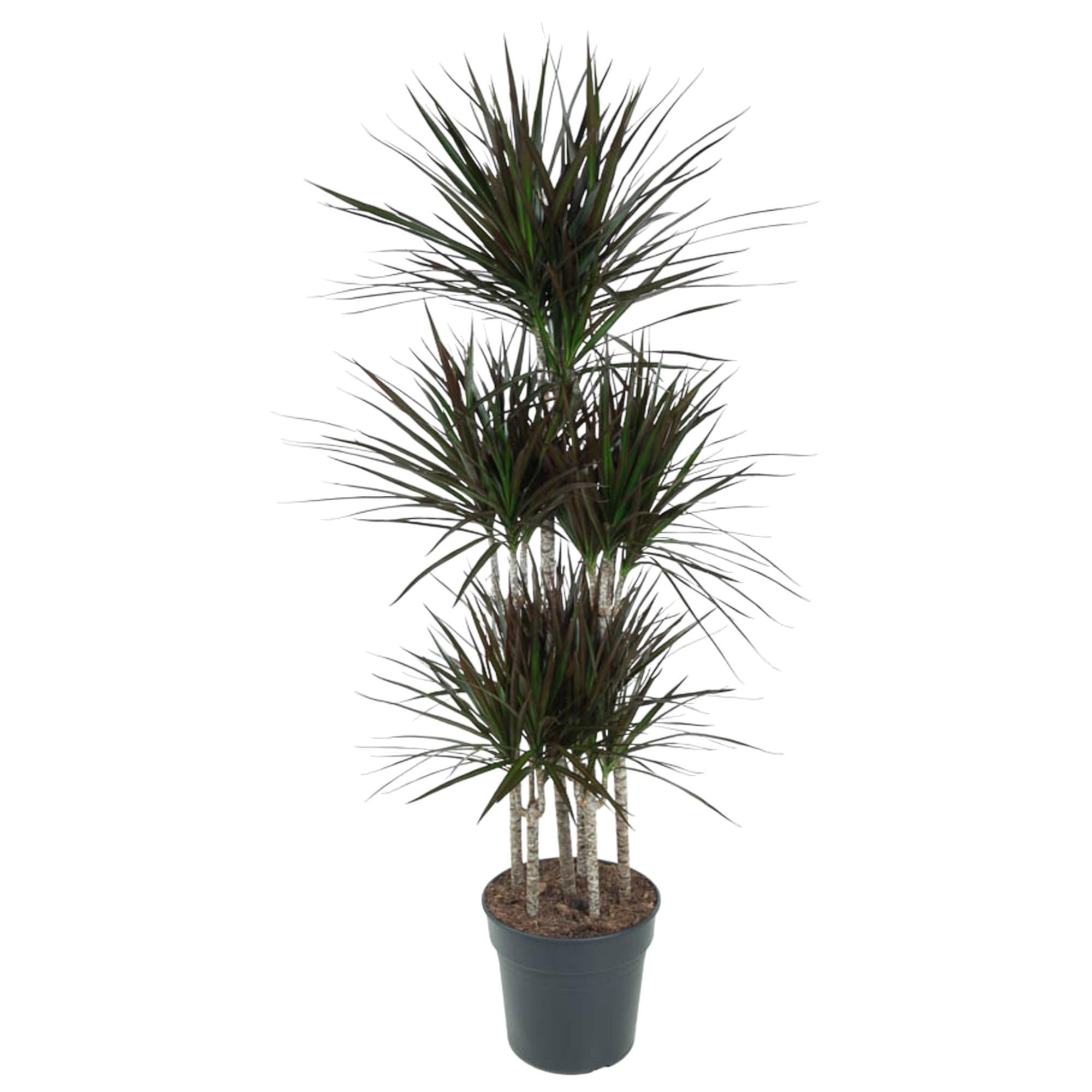 Dracaena Magenta Carrousel - 150cm - ø31