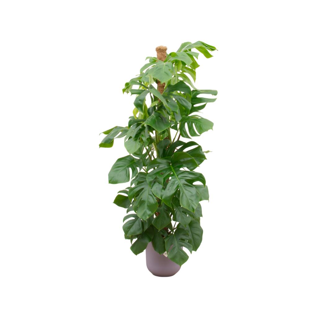 Combi deal - Monstera Pertusum XL inclusief elho Jazz Round lila Ø26 - 150 cm