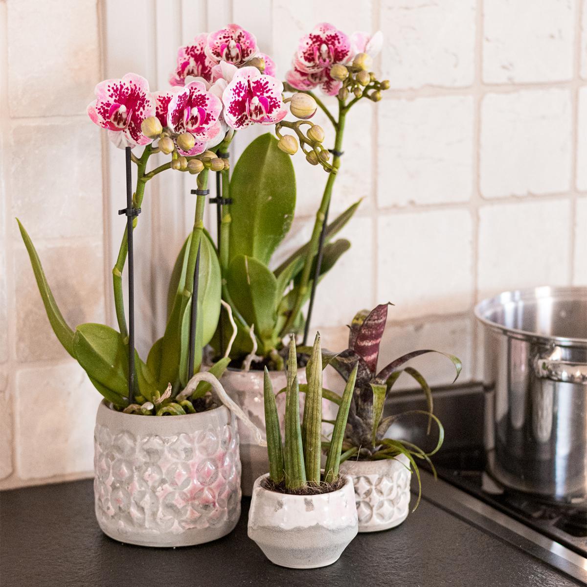 Kolibri Orchids | Roze paarse phalaenopsis orchidee - El Salvador - potmaat Ø9cm | bloeiende kamerplant - vers van de kweker