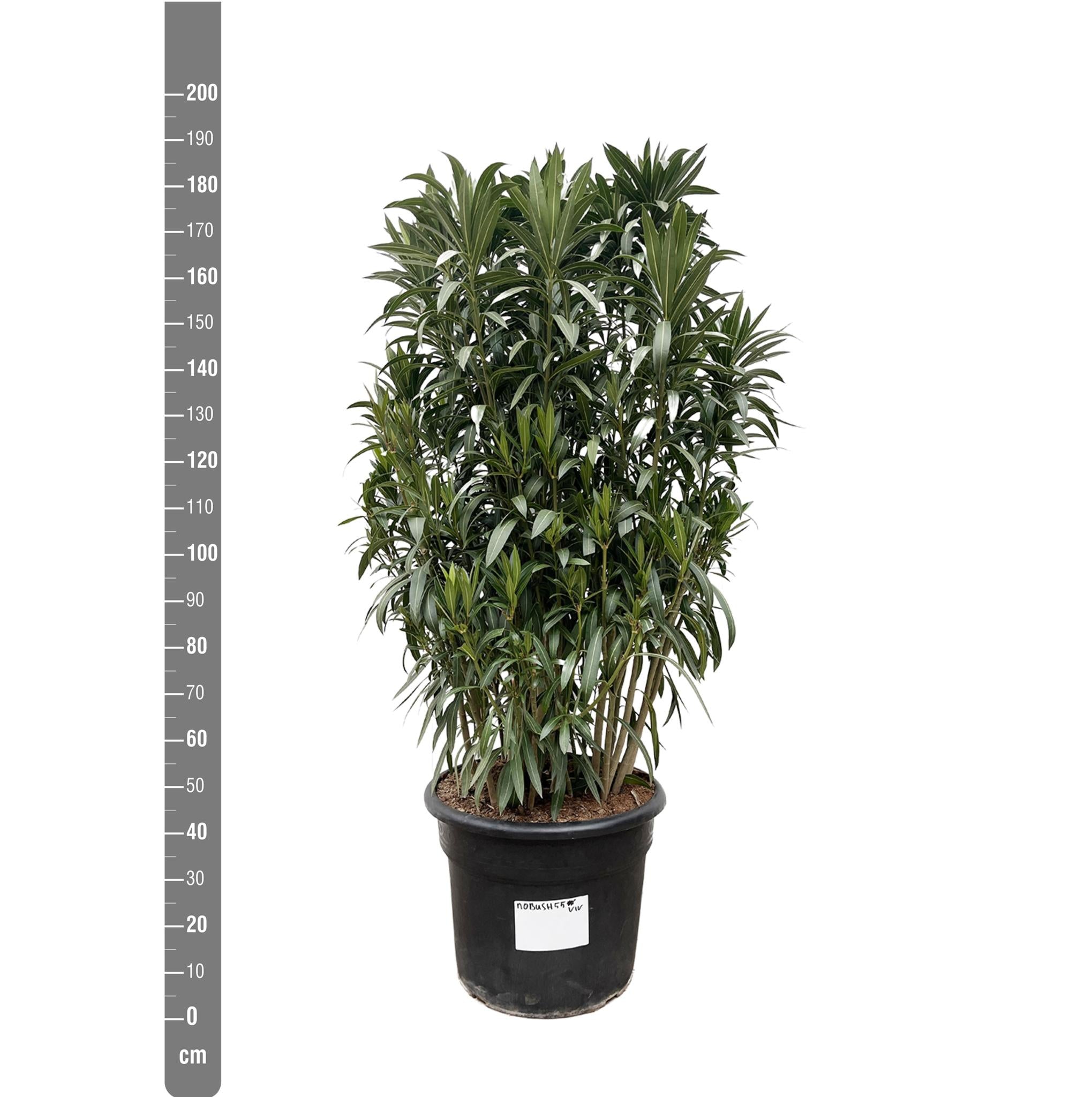 Nerium Oleander struik - 190cm- Ø55