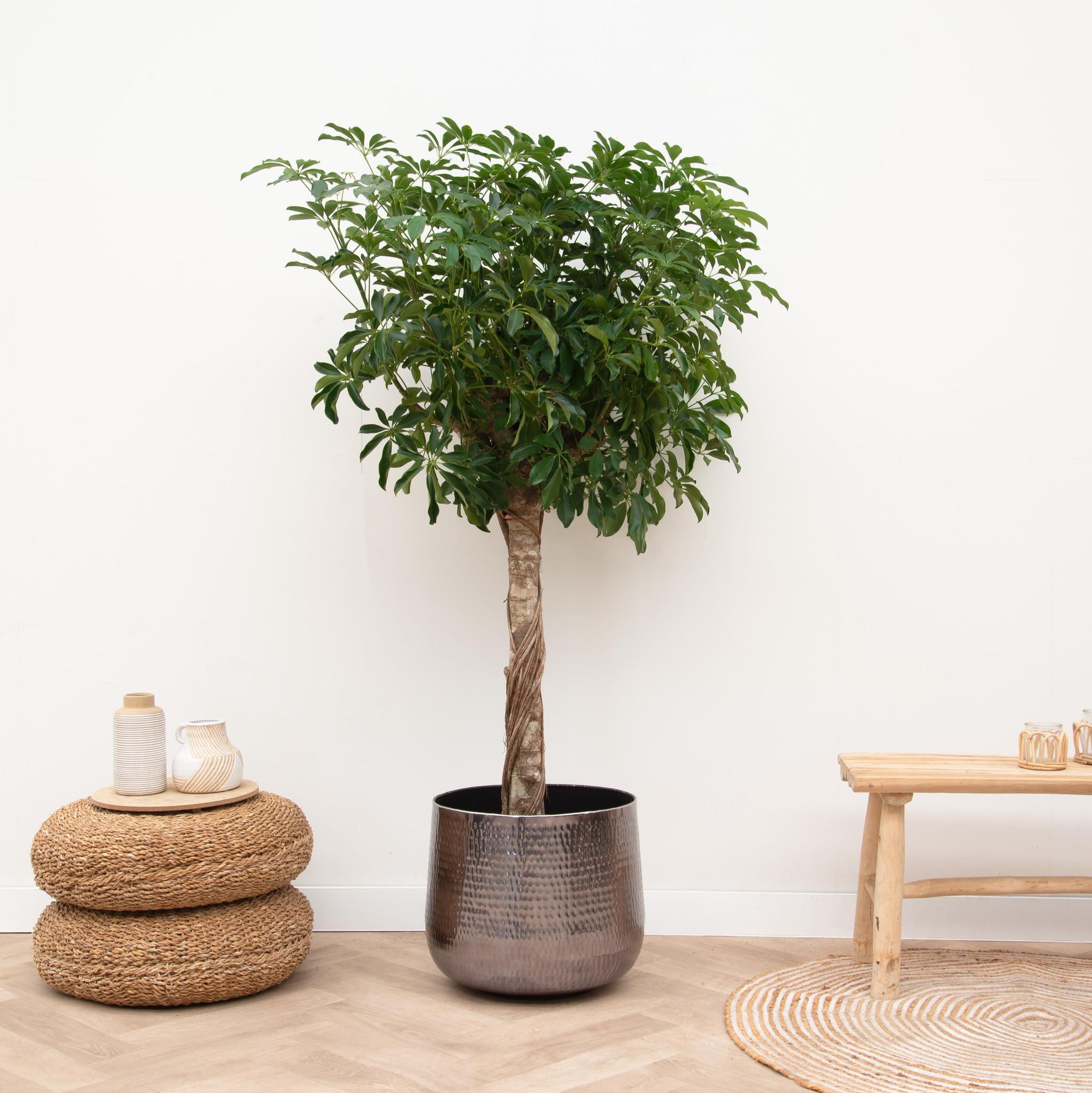 Schefflera op stam - 180cm - ø34