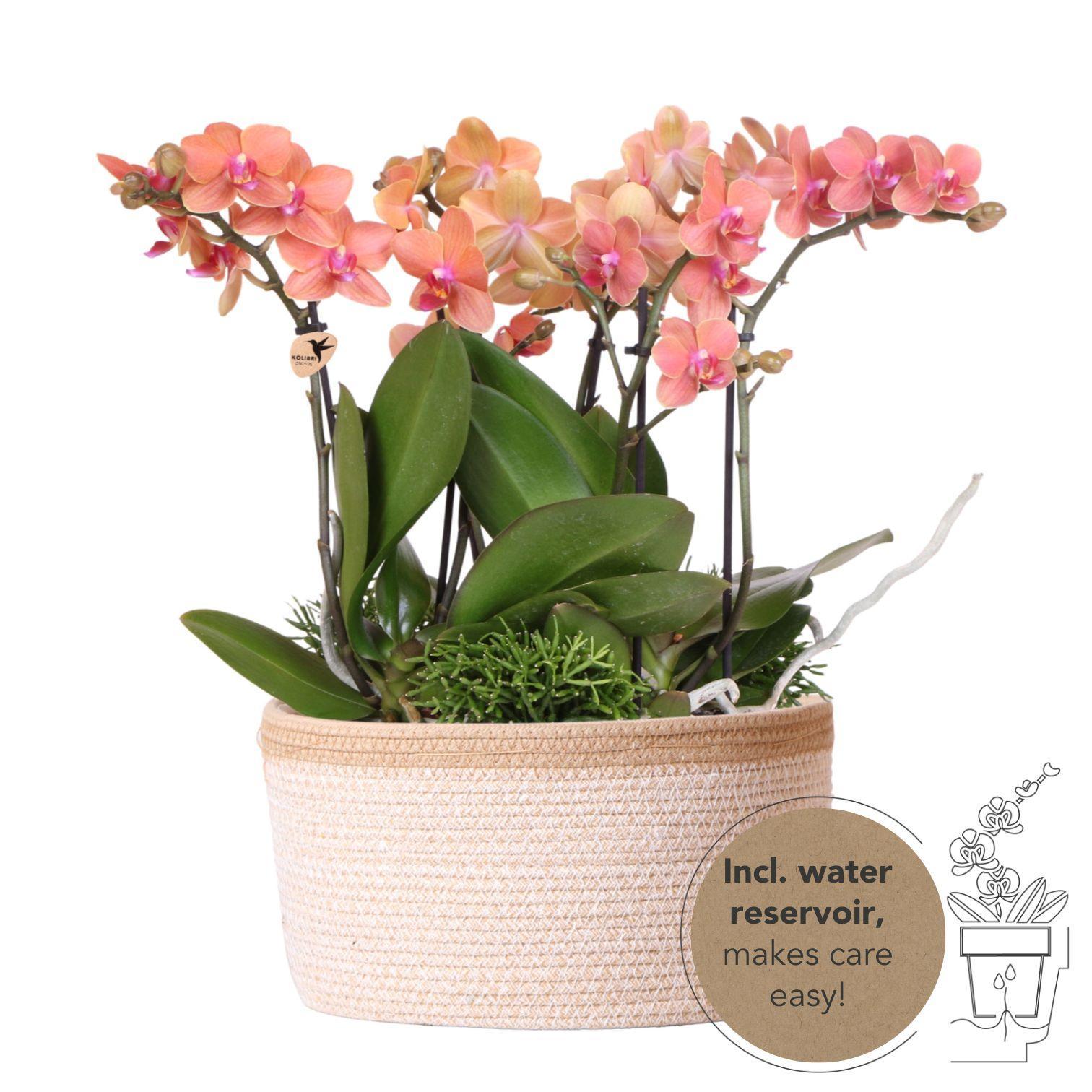 Kolibri Orchids | oranje plantenset in Cotton Basket incl. waterreservoir | drie oranje orchideeën Bolzano 9cm en drie groene planten Rhipsalis | Jungle Bouquet oranje met zelfvoorzienend waterreservoir