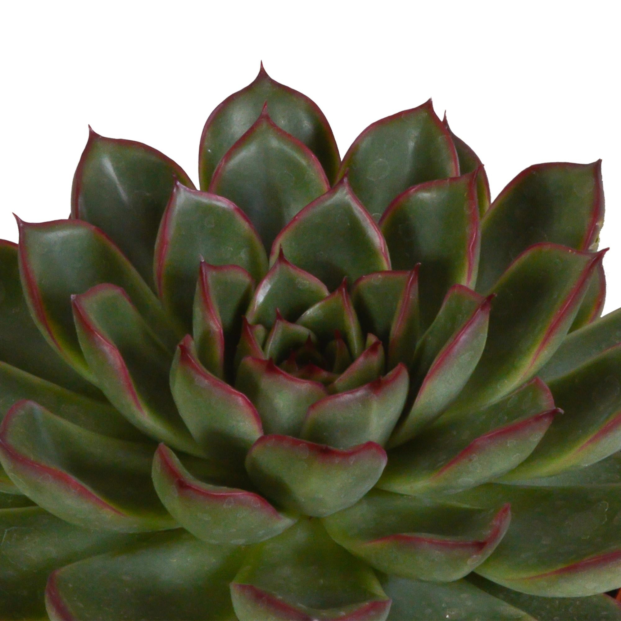 Echeveria mix 8.5 cm in Mexicaanse pot | 3 stuks