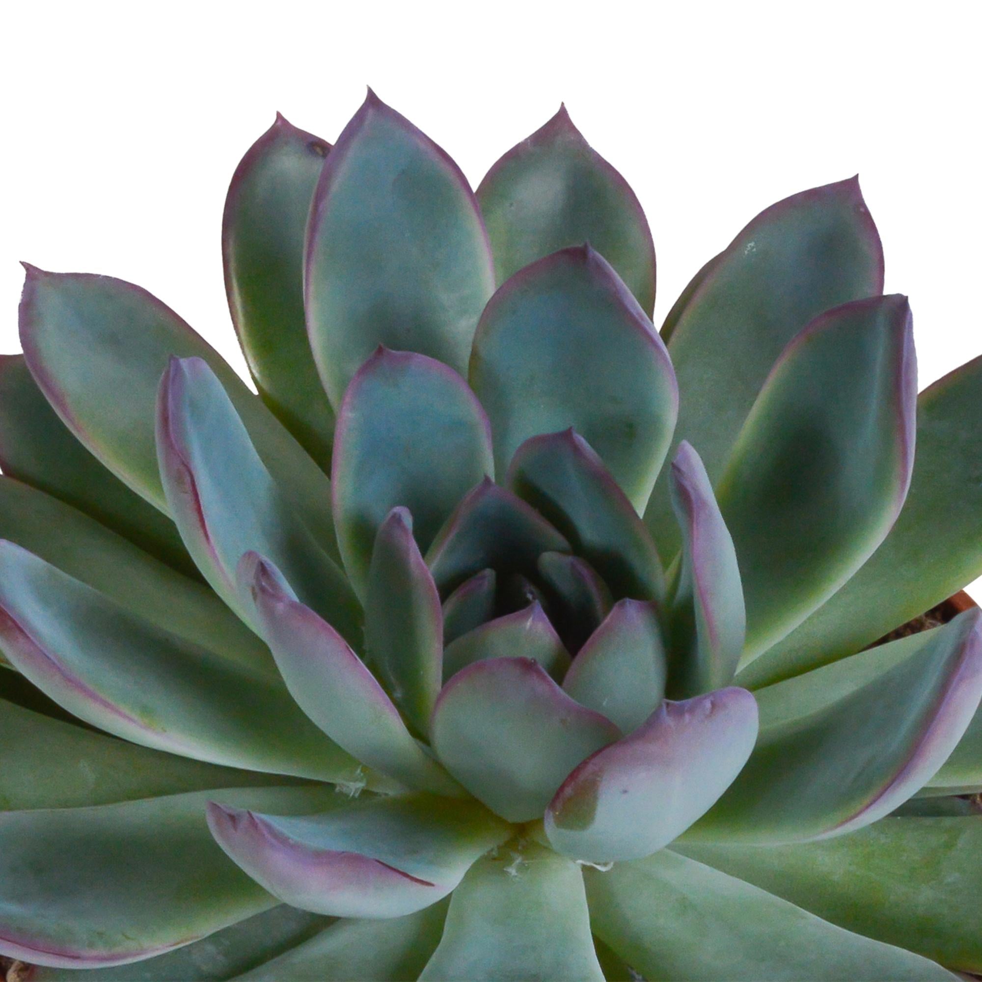 Echeveria mix 8.5 cm in Mexicaanse pot | 3 stuks