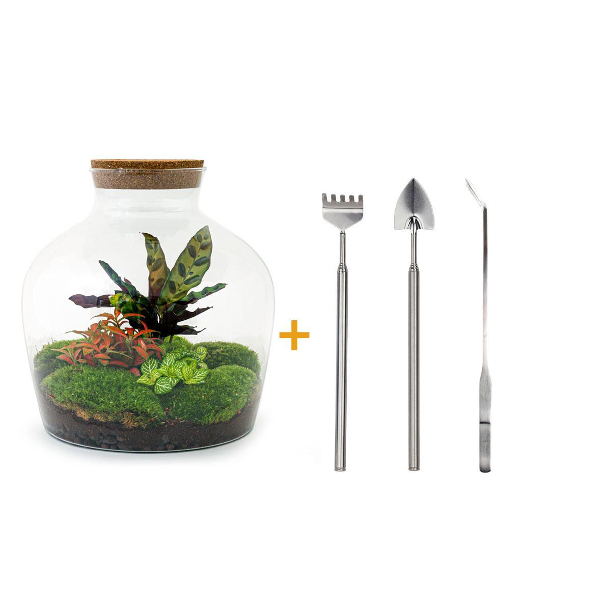 DIY terrarium - Fat Joe Rood - ↑ 30 cm + Rake + Shovel + Tweezer