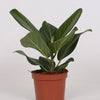 Ficus Bengalensis Ø12 ↕25