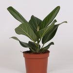 Ficus Bengalensis Ø12 ↕25