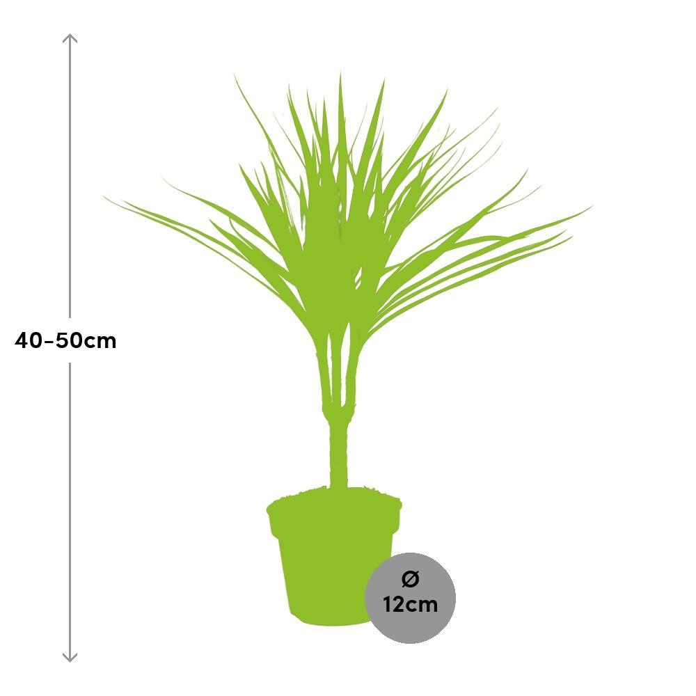 Ø12cm - ↕50cm