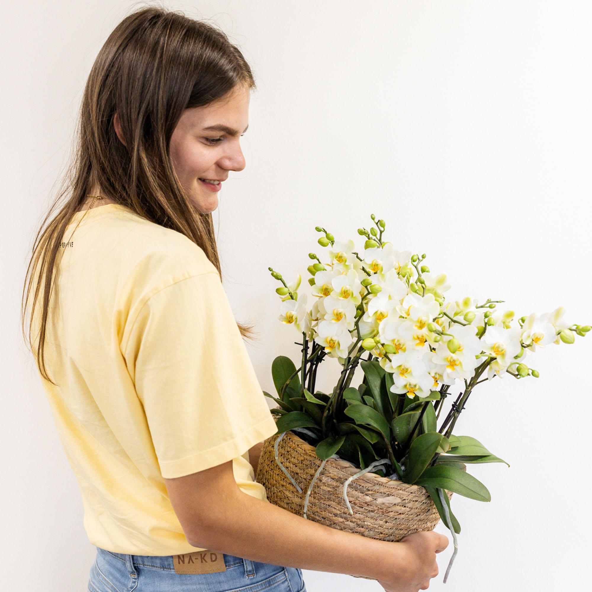 Kolibri Orchids | witte plantenset in Reed Basket incl. waterreservoir | drie witte orchideeën Lausanne 9cm en drie groene planten Rhipsalis | Jungle Bouquet wit met zelfvoorzienend waterreservoir