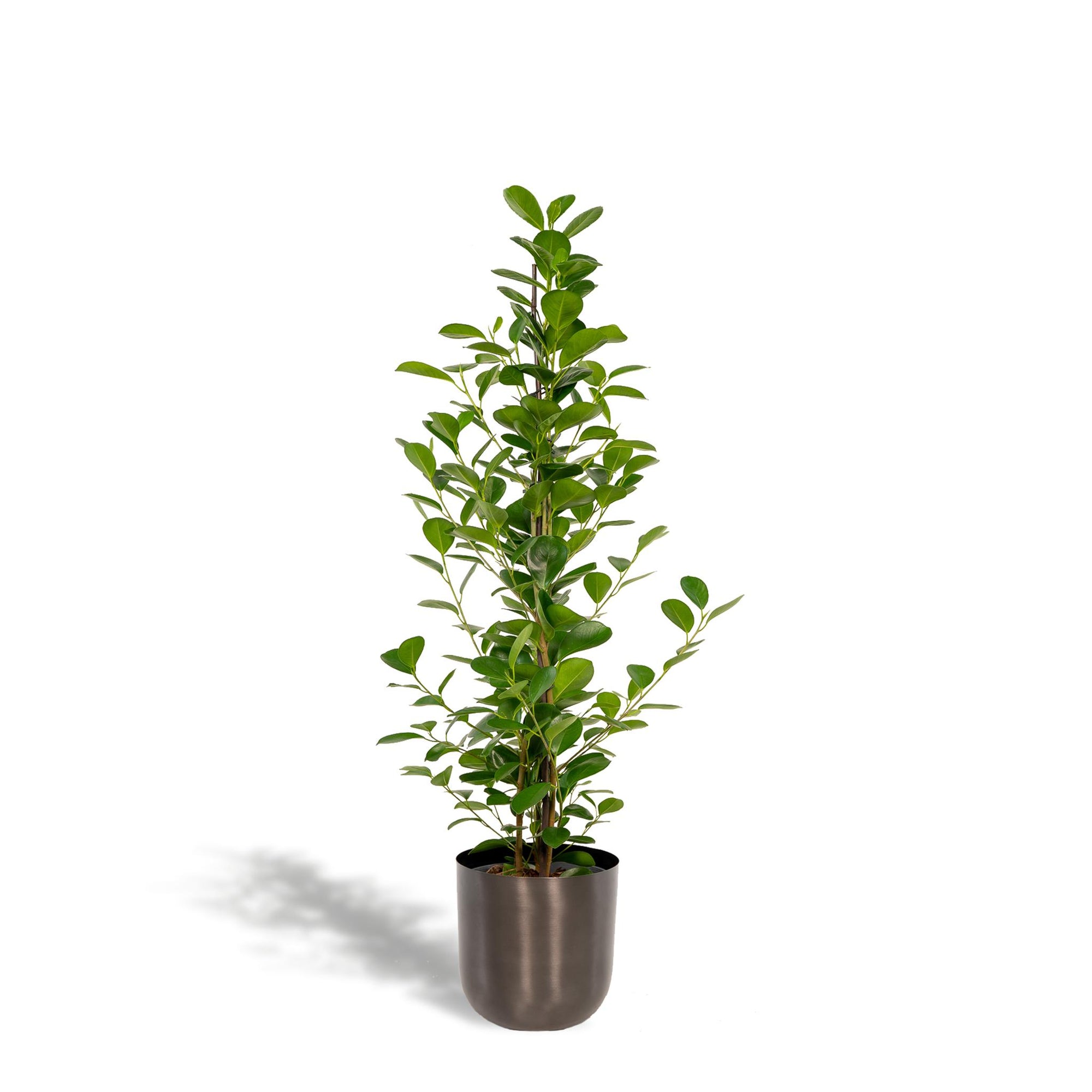 Ficus microcarpa Moclame - ↨95cm - Ø21cm + Pot Mayk Lead