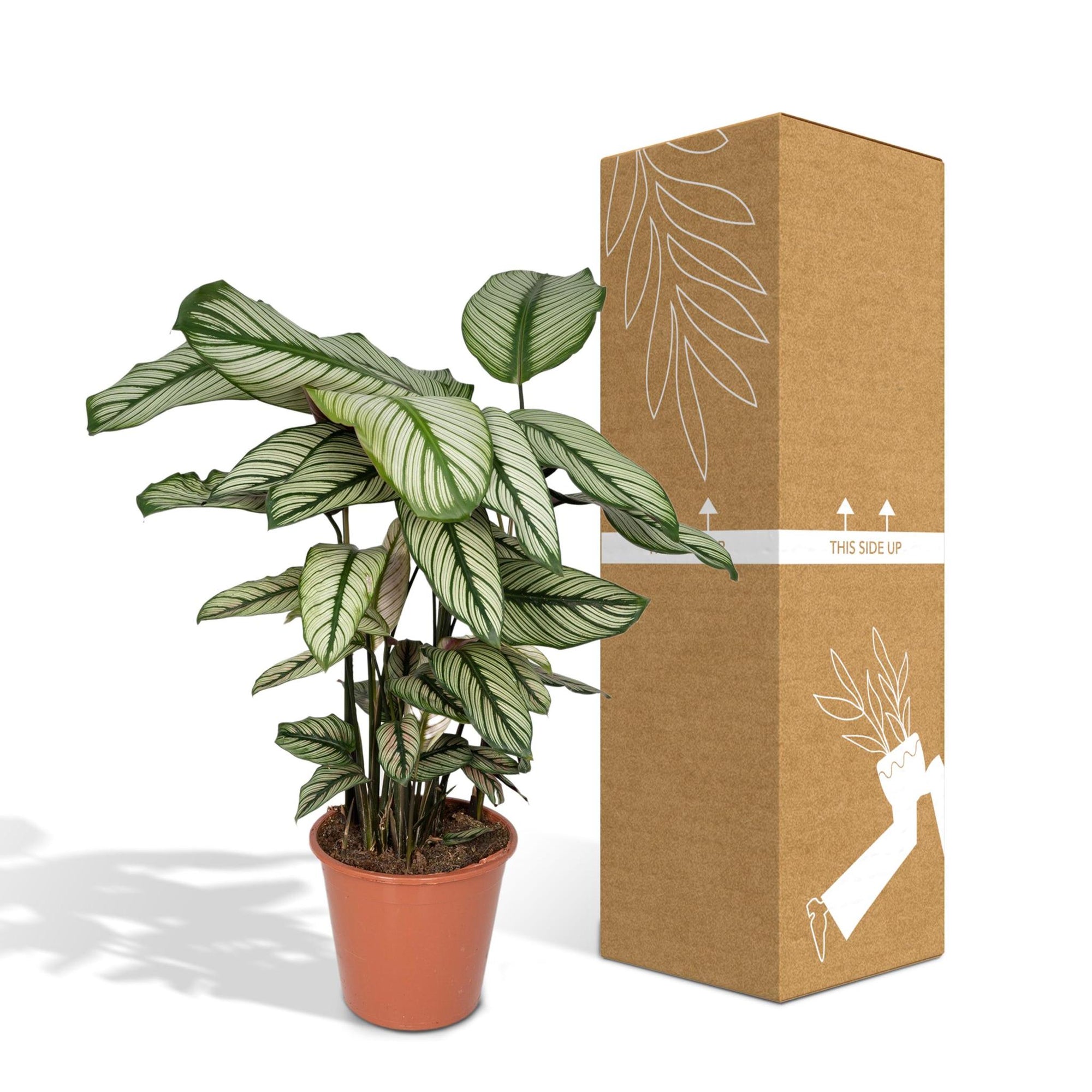 Calathea Whitestar - Pauwenplant - 50cm - Ø19