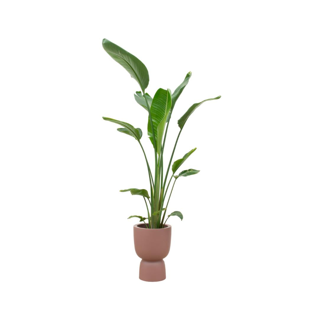 Combi deal - Strelitzia Augusta multi stam inclusief elho Pure Coupe bruin Ø35 - 210 cm