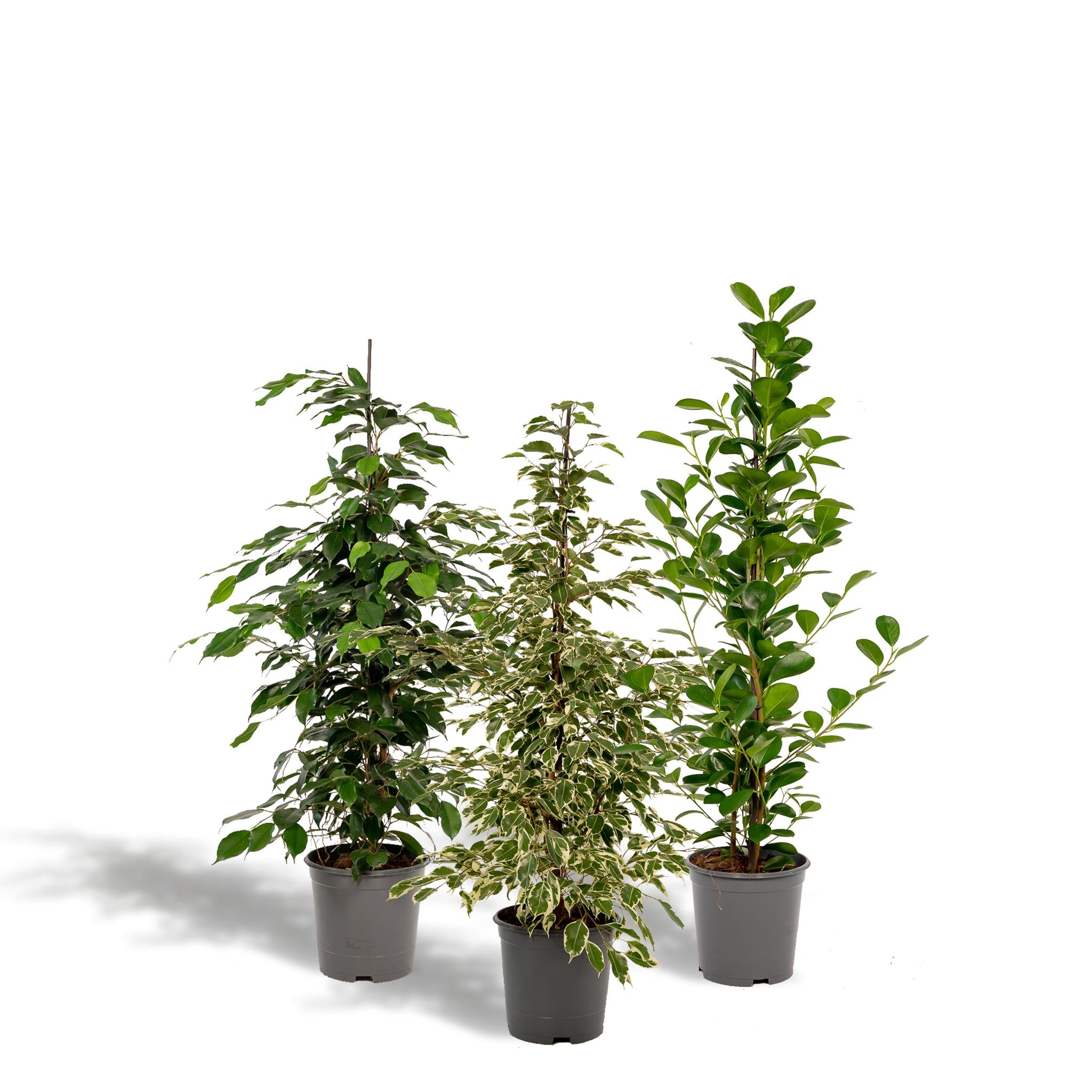 Ficus Benjamina Danielle - ↨95cm - Ø21cm + Ficus Benjamina Twilight - ↨95cm - Ø21cm + Ficus Microcarpa Moclame - ↨95cm - Ø21cm