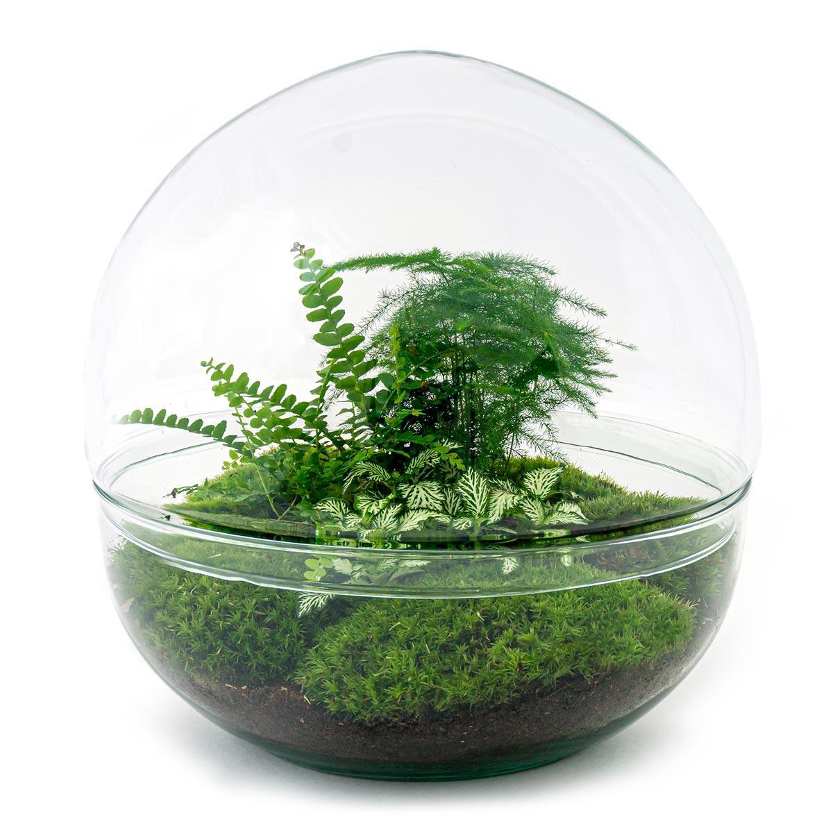 DIY terrarium - Dome XL - ↑ 30 cm