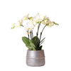Kolibri Orchids | Witte phalaenopsis Ghent orchidee in Groove sierpot  zilver - potmaat Ø12cm | bloeiende kamerplant in bloempot - vers van de kweker