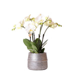 Kolibri Orchids | Witte phalaenopsis Ghent orchidee in Groove sierpot  zilver - potmaat Ø12cm | bloeiende kamerplant in bloempot - vers van de kweker