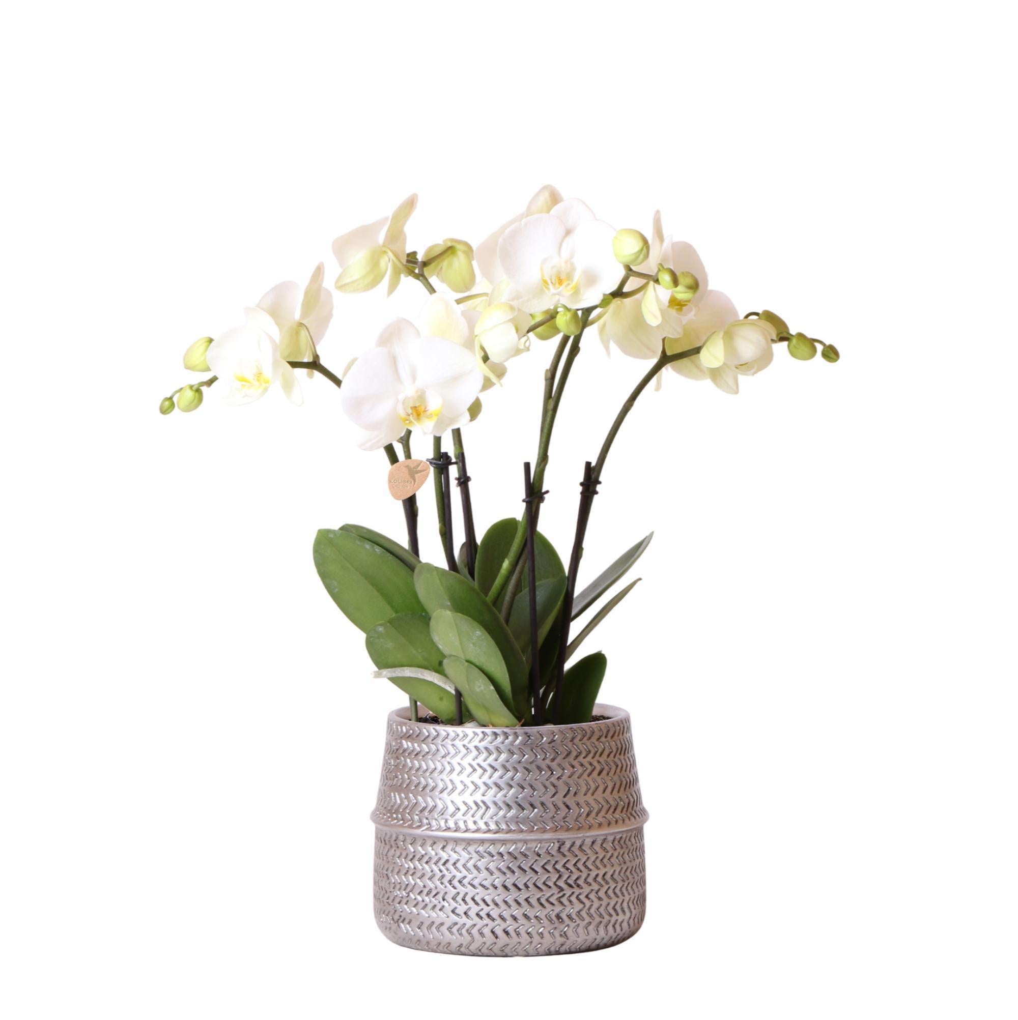 Kolibri Orchids | Witte phalaenopsis Ghent orchidee in Groove sierpot  zilver - potmaat Ø12cm | bloeiende kamerplant in bloempot - vers van de kweker