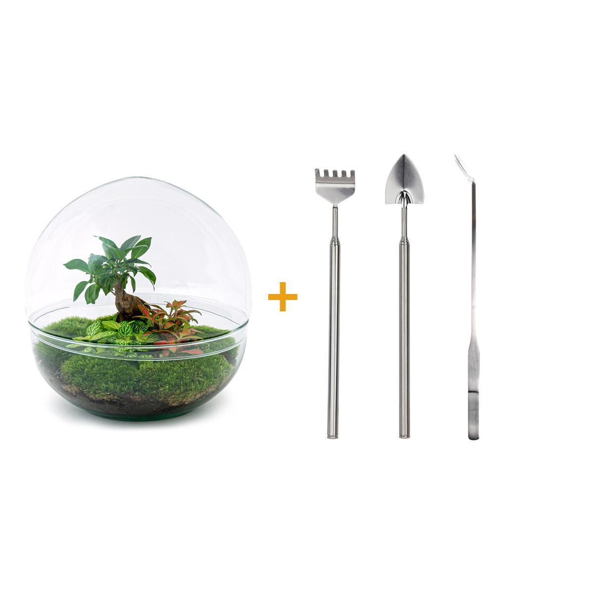 DIY terrarium - Dome XL - Ficus Ginseng Bonsai - ↑ 30 cm