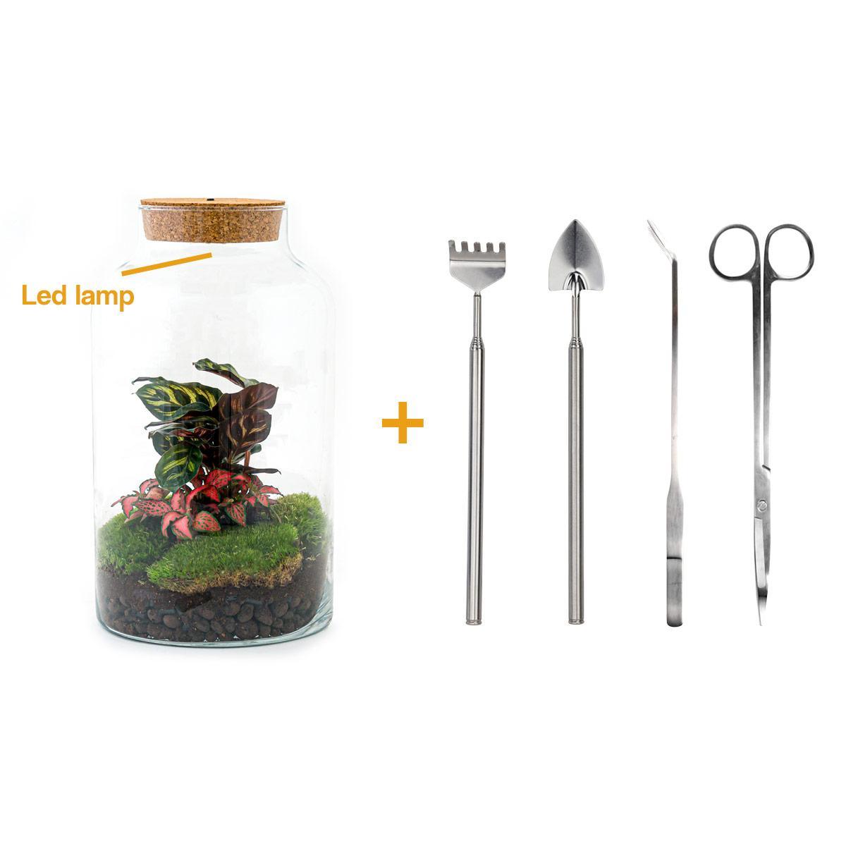 DIY terrarium - Milky Calathea with Light - ↑ 31 cm + Rake + Shovel + Tweezer + Scissors