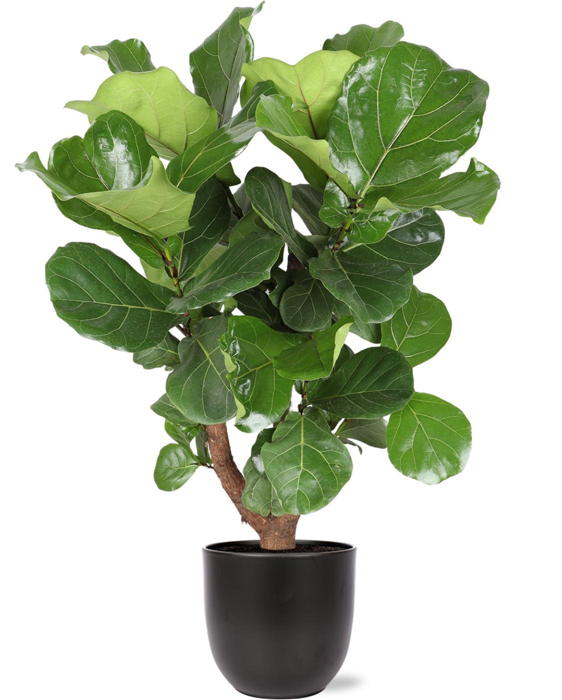 Ficus Lyrata (Vertakt) Ø27cm ↕130cm in Boule ANTRACIET pot