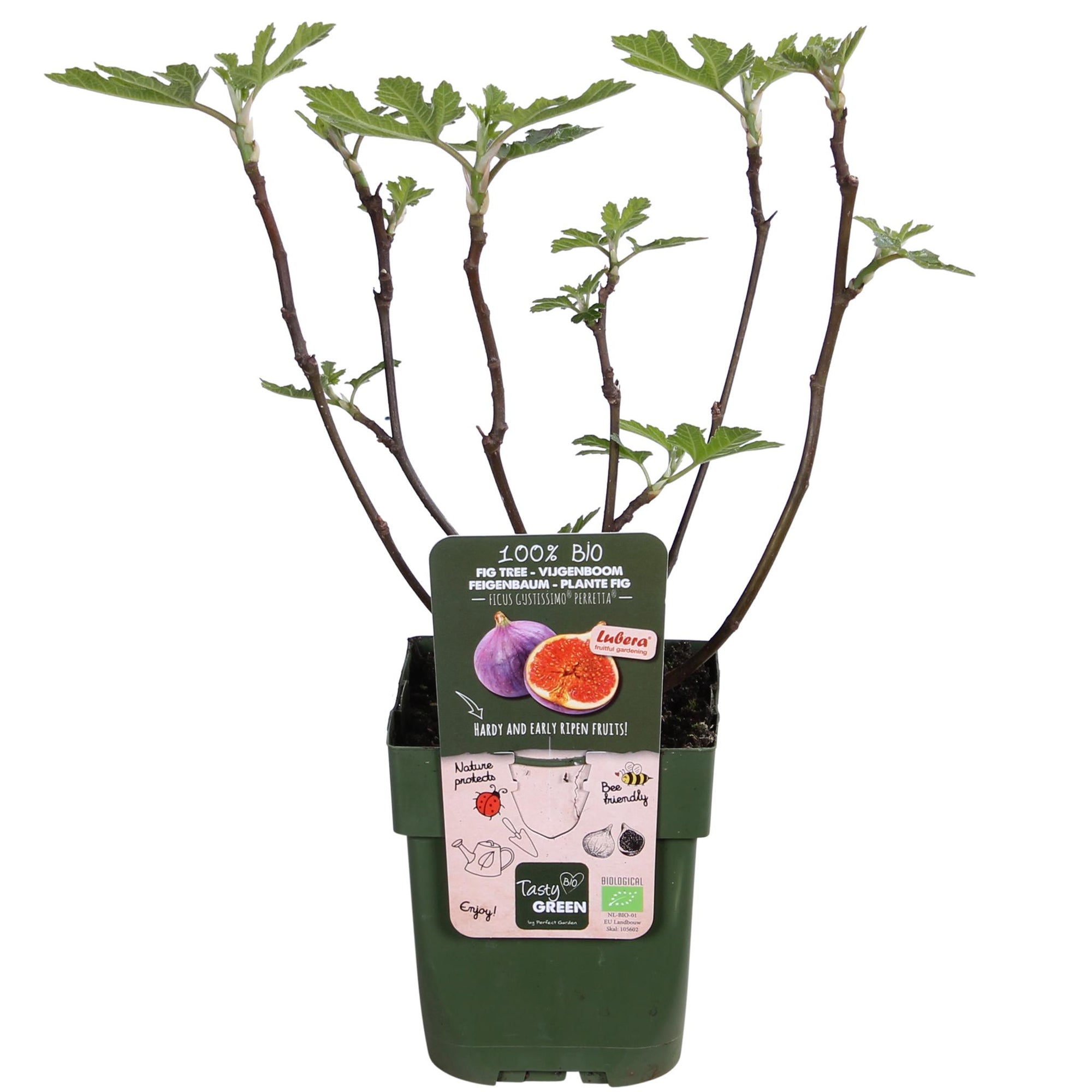 Ficus Gustissimo® Perretta® - ↨45cm - Ø13