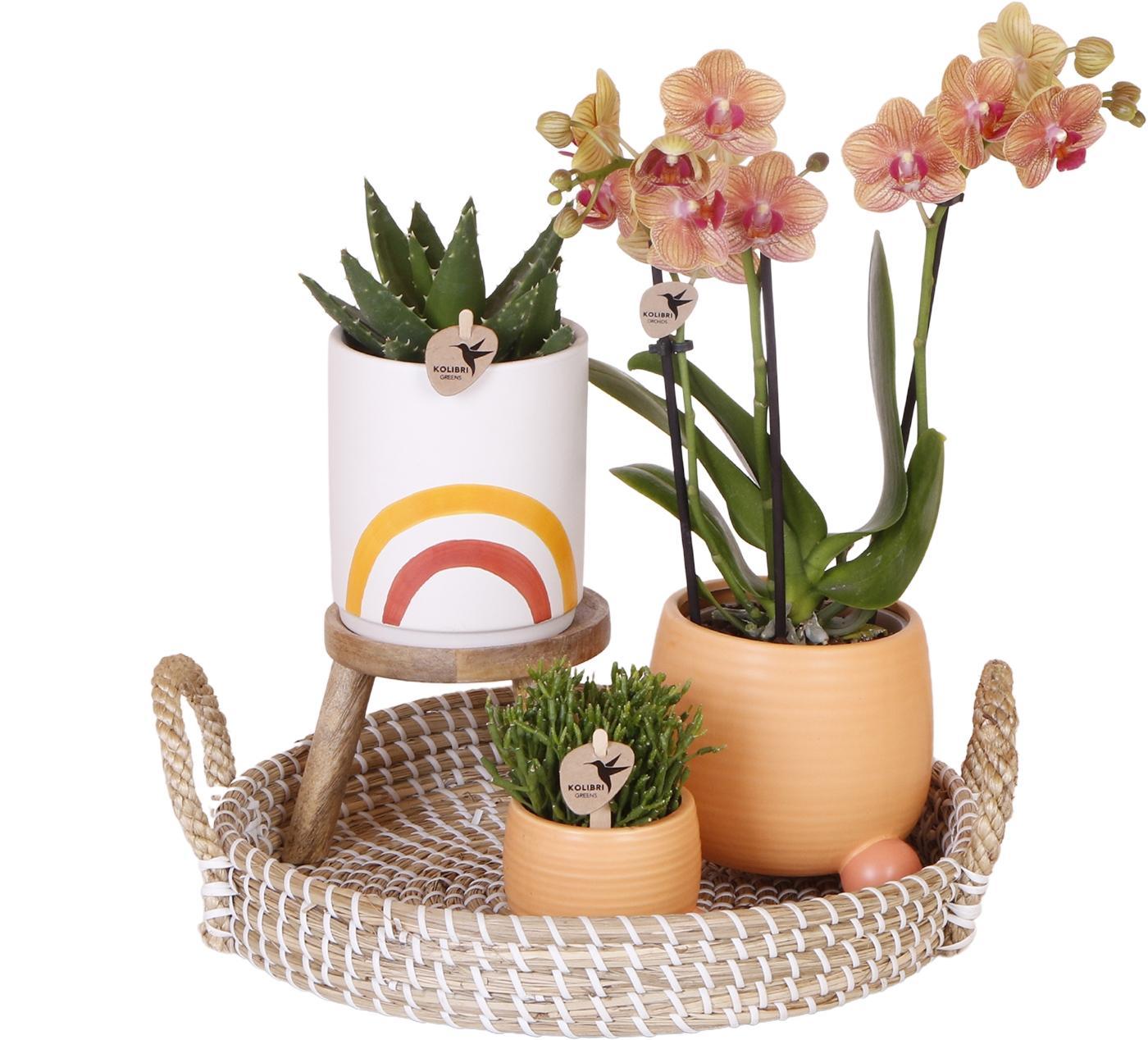 Complete Plantenset Happy | Groene planten set met oranje Phalaenopsis Orchidee en incl. keramieken sierpotten