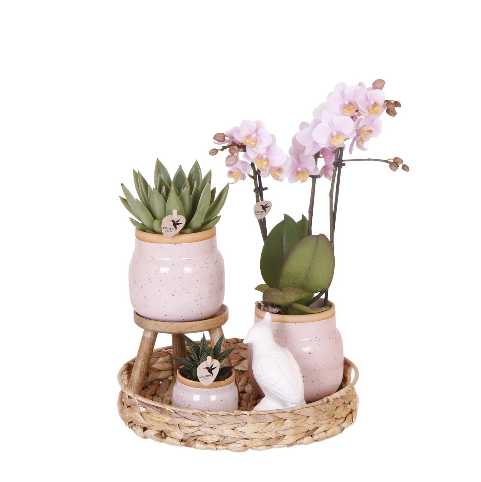 Kolibri Company | Gift set Romantic| Plantenset met roze Phalaenopsis Orchidee en Succulenten incl. keramieken sierpotten
