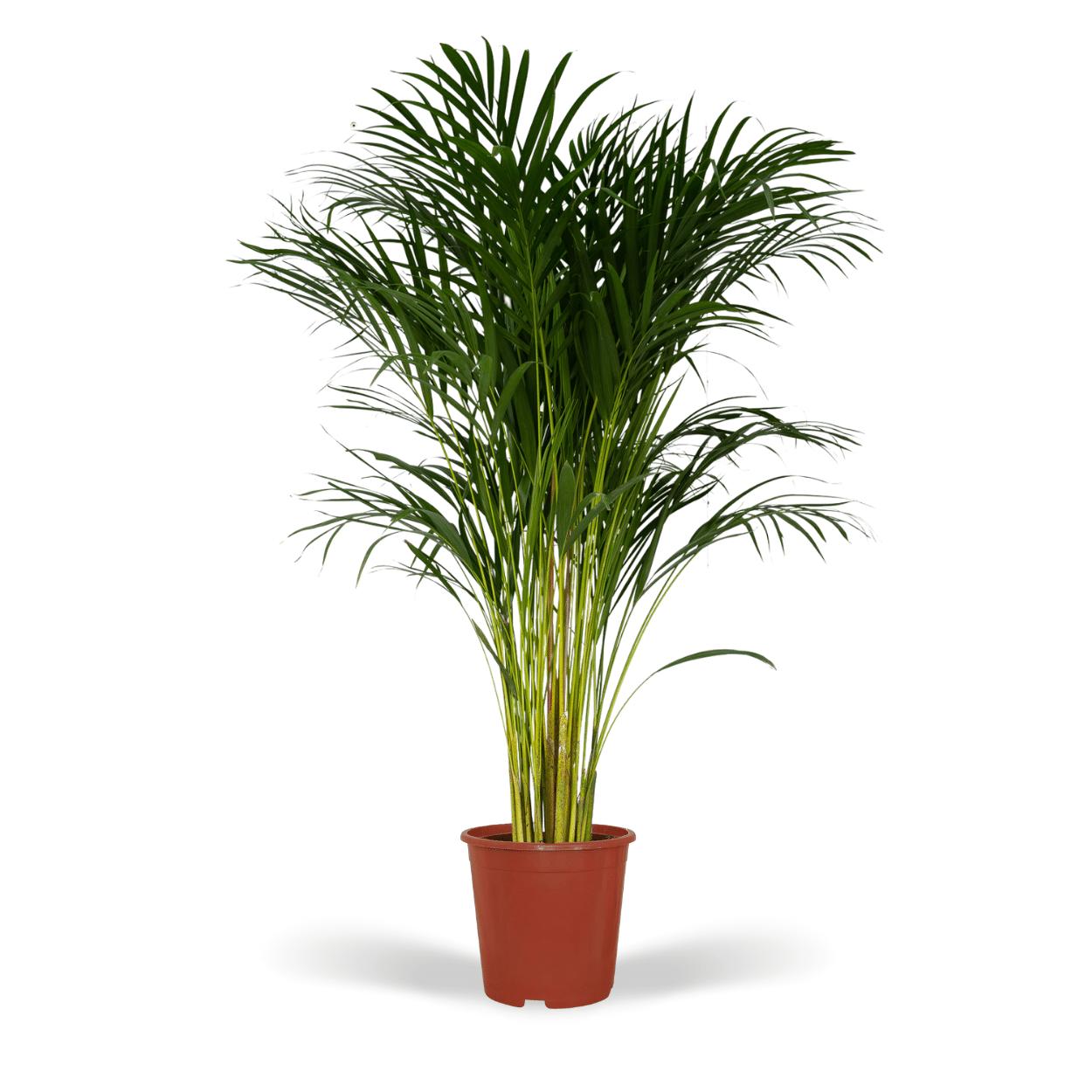 Dypsis Lutescens - Areca Palm - 120cm - Ø24