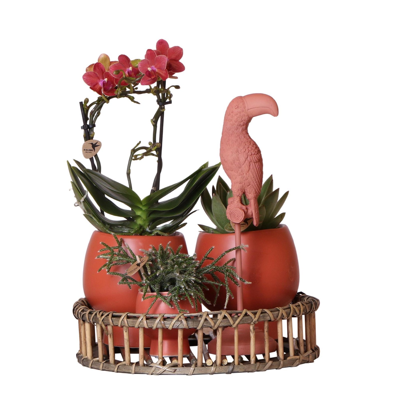 Kolibri Home | Complete Planten set Scandic terracotta op plate willow | Groene planten set met oranje Phalaenopsis Orchidee en Succulenten incl. keramieken sierpotten