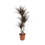 Ø21cm - ↕120cm