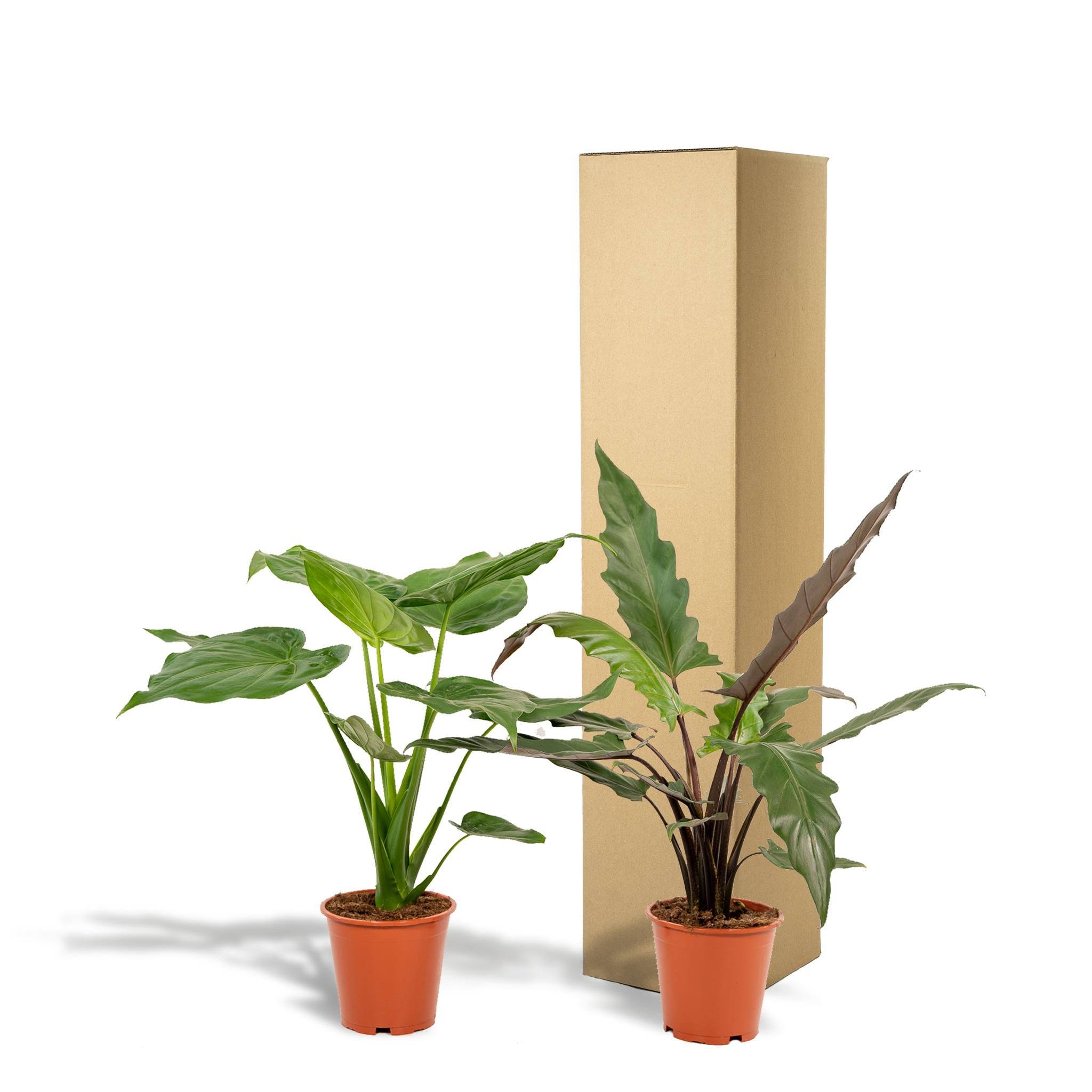 Alocasia Cucullata - ↨60cm - Ø19cm + Alocasia Lauterbachiana - ↨75cm - Ø19cm