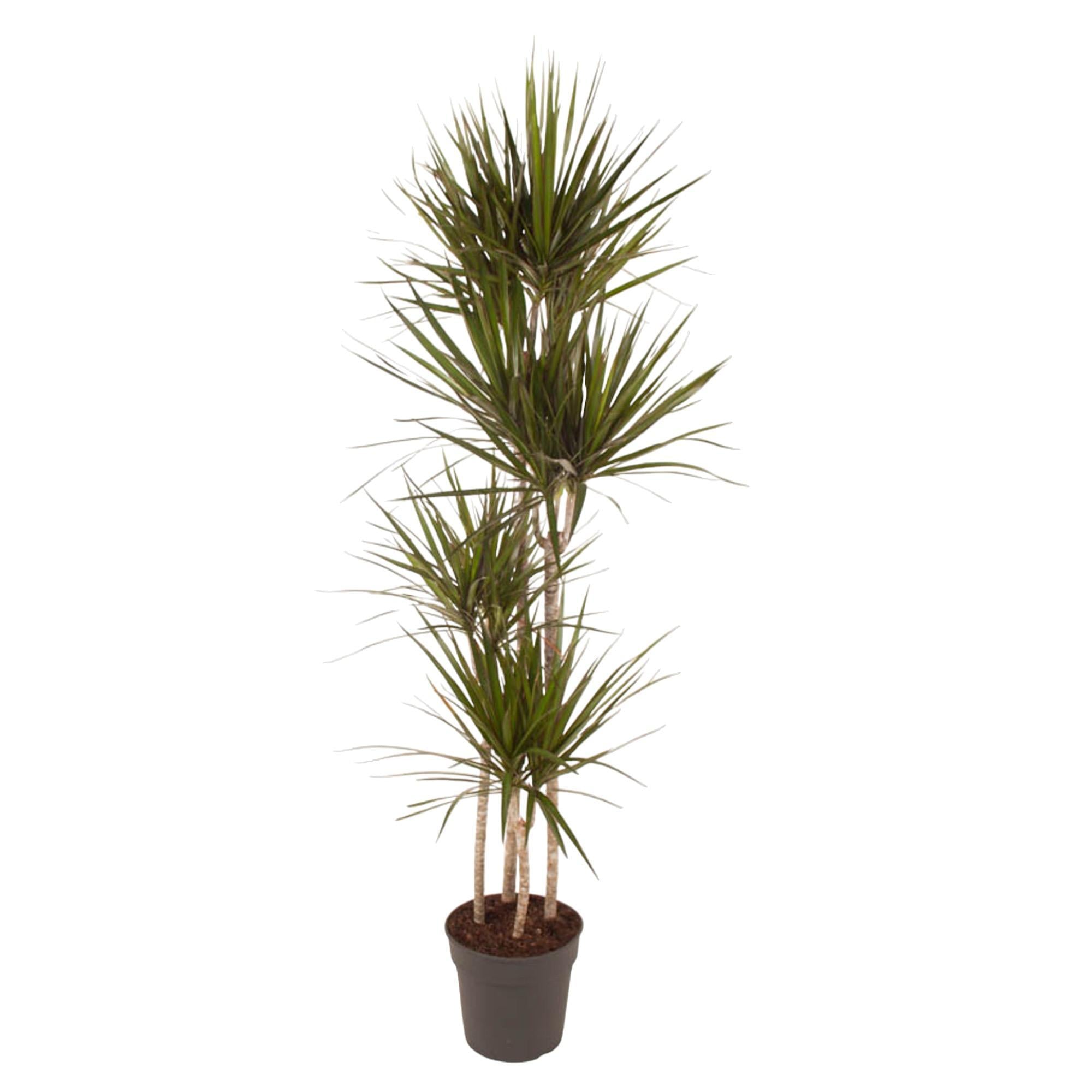 Dracaena Marginata - 180 cm - ø27