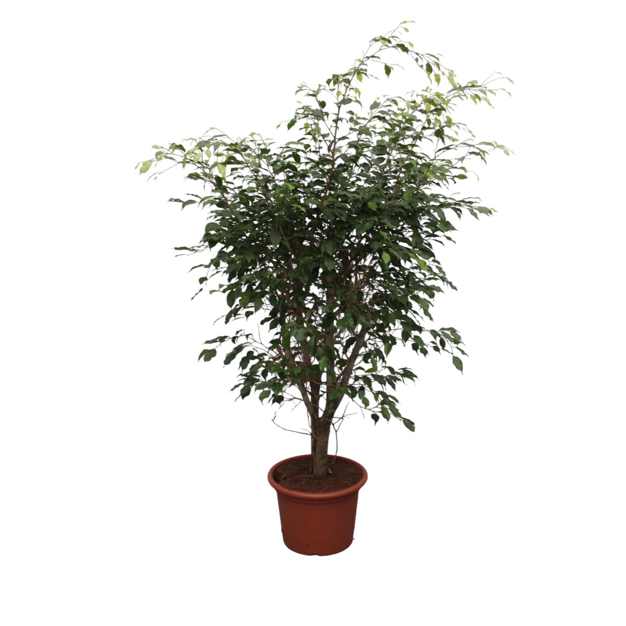 Ficus Benjamina Exotica vertakt - 150 cm - ø40