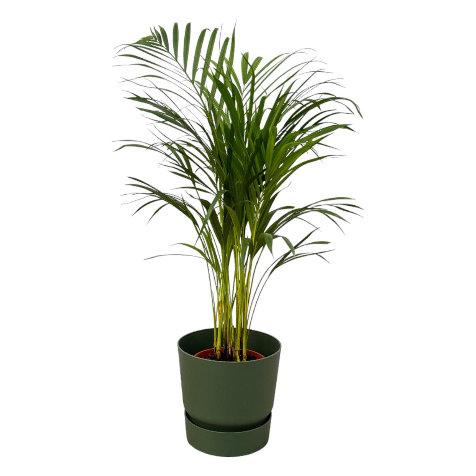 Areca palm - ↨85cm - Ø19cm inclusief elho Greenville Round groen D24xH23