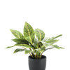 Kunstplant - Croton Codiaeum - Wonderstruik - 38 cm