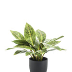 Kunstplant - Croton Codiaeum - Wonderstruik - 38 cm