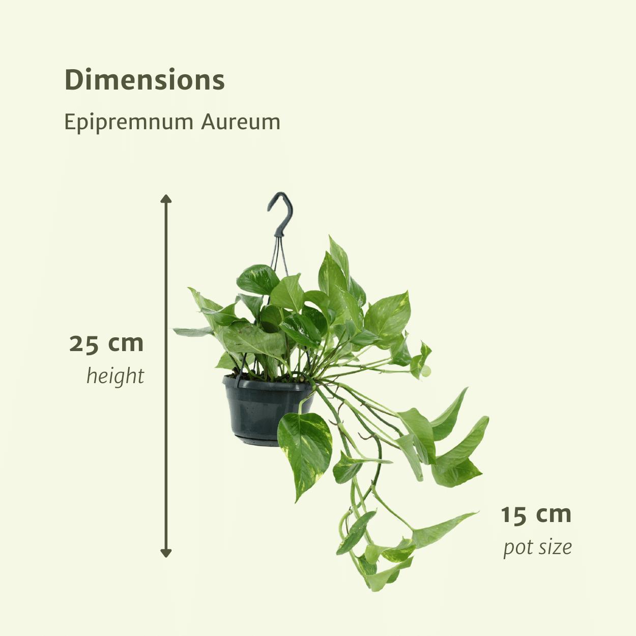 2x Epipremnum Aureum - Scindapsus - 25cm - ø15