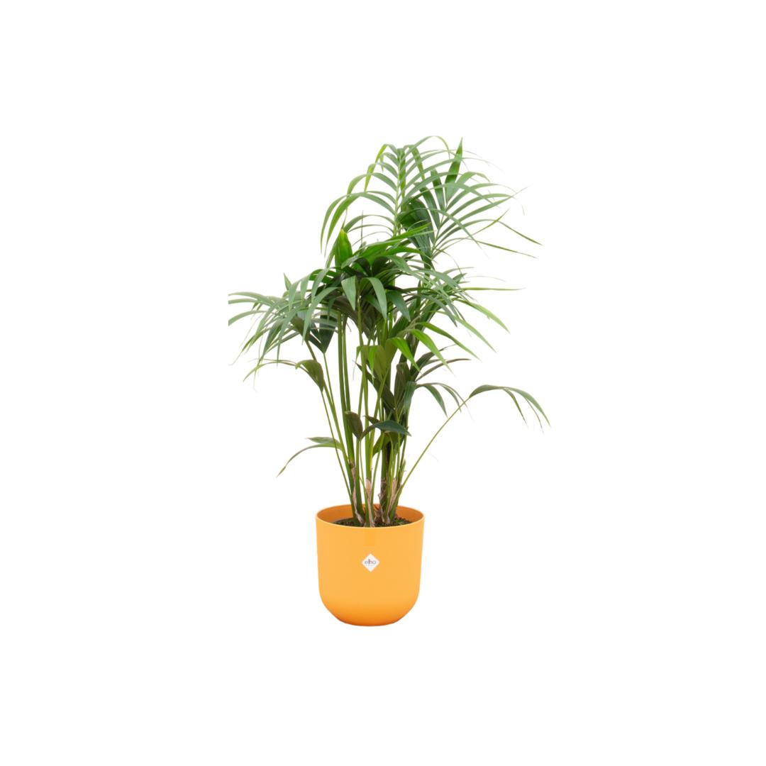 Combi deal - Kentia palm inclusief elho Jazz Round geel Ø26 - 130 cm