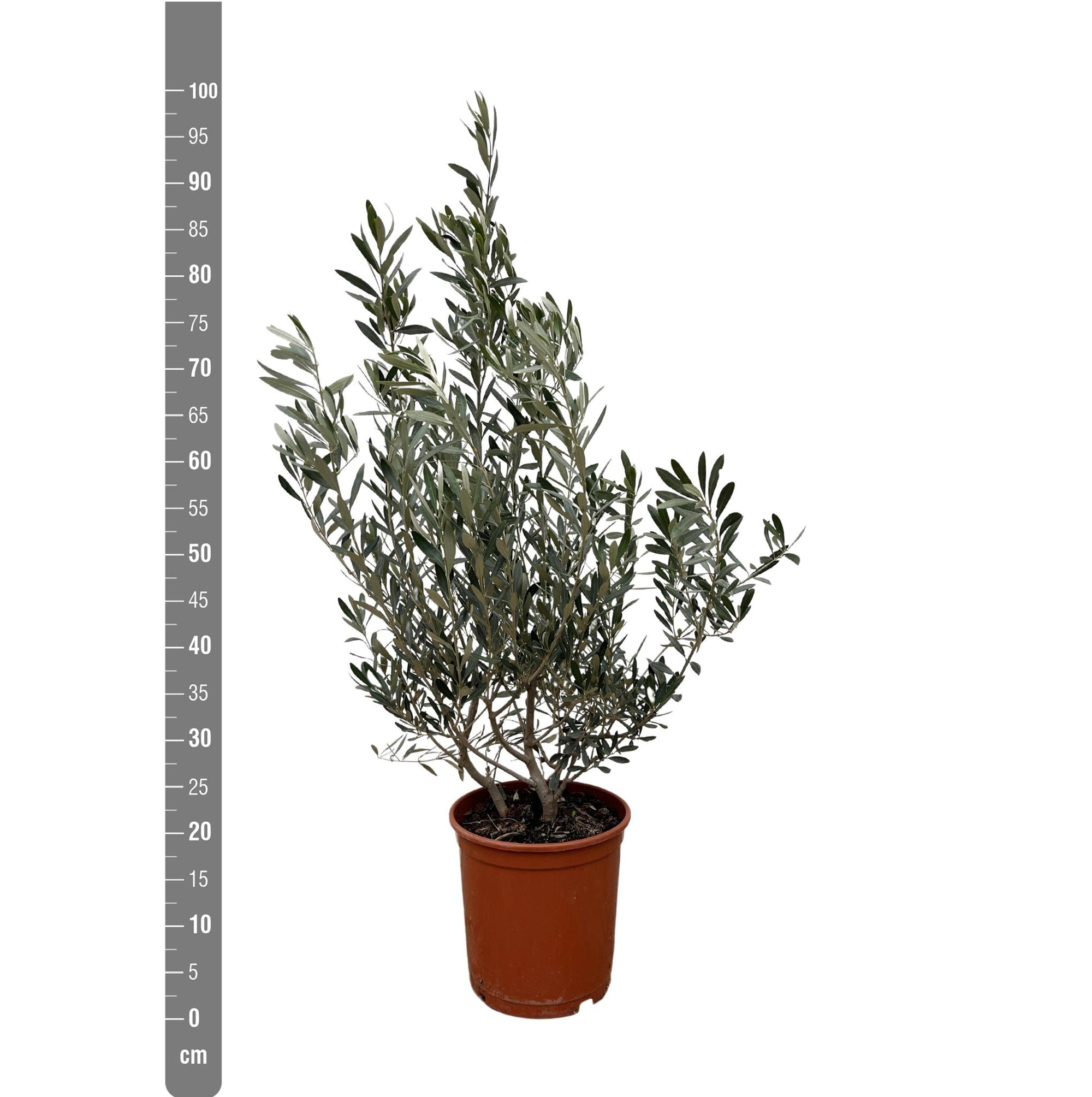 Olea Europaea struik - 100cm- Ø25