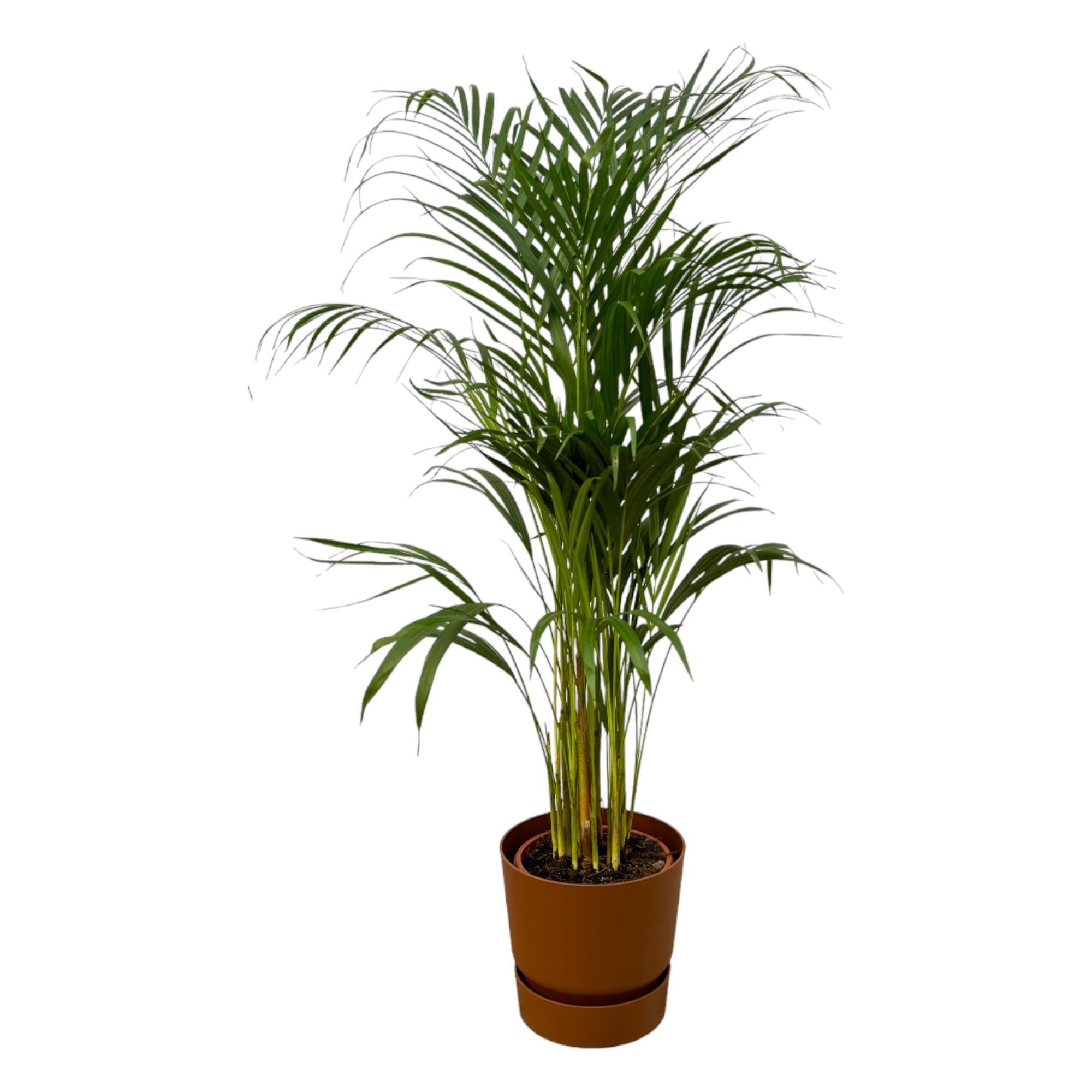 Areca palm - ↨110cm - Ø21cm inclusief elho Greenville Round bruin D24xH23