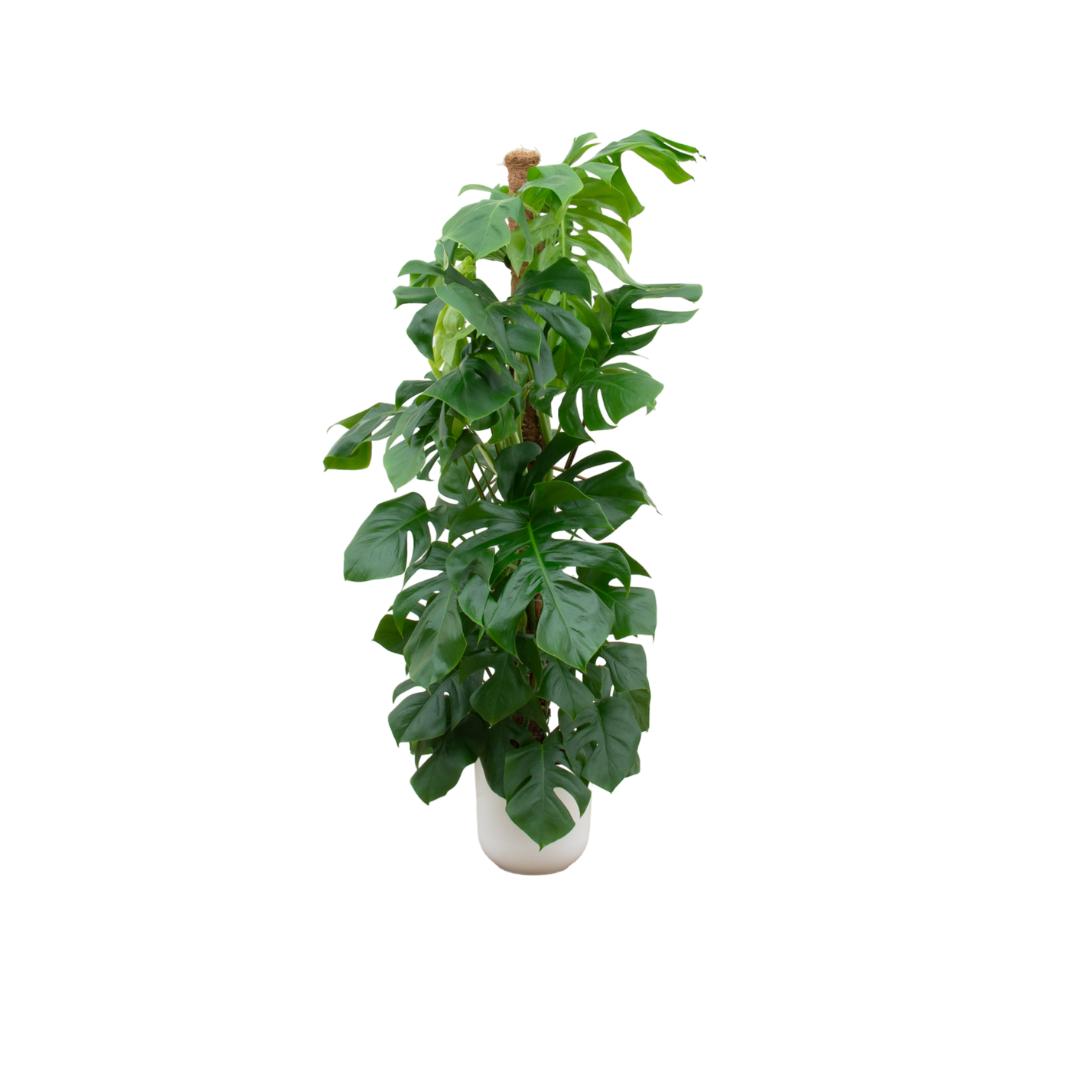 Combi deal - Monstera Pertusum XL inclusief elho Jazz Round wit Ø26 - 150 cm