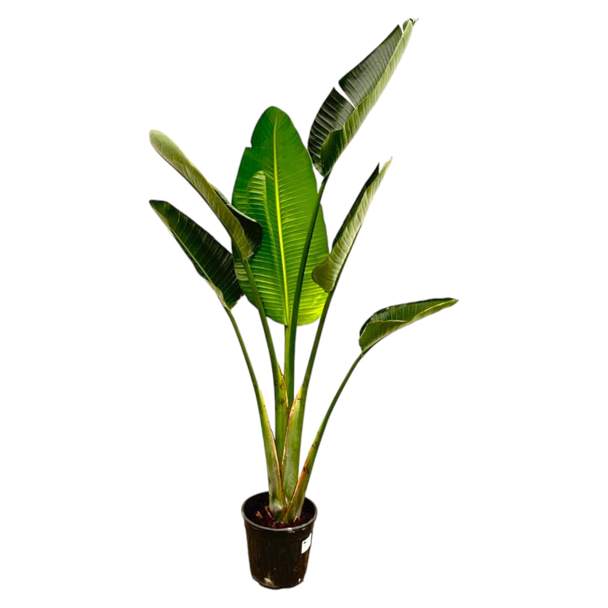 Strelitzia Augusta - 180cm - ⌀30