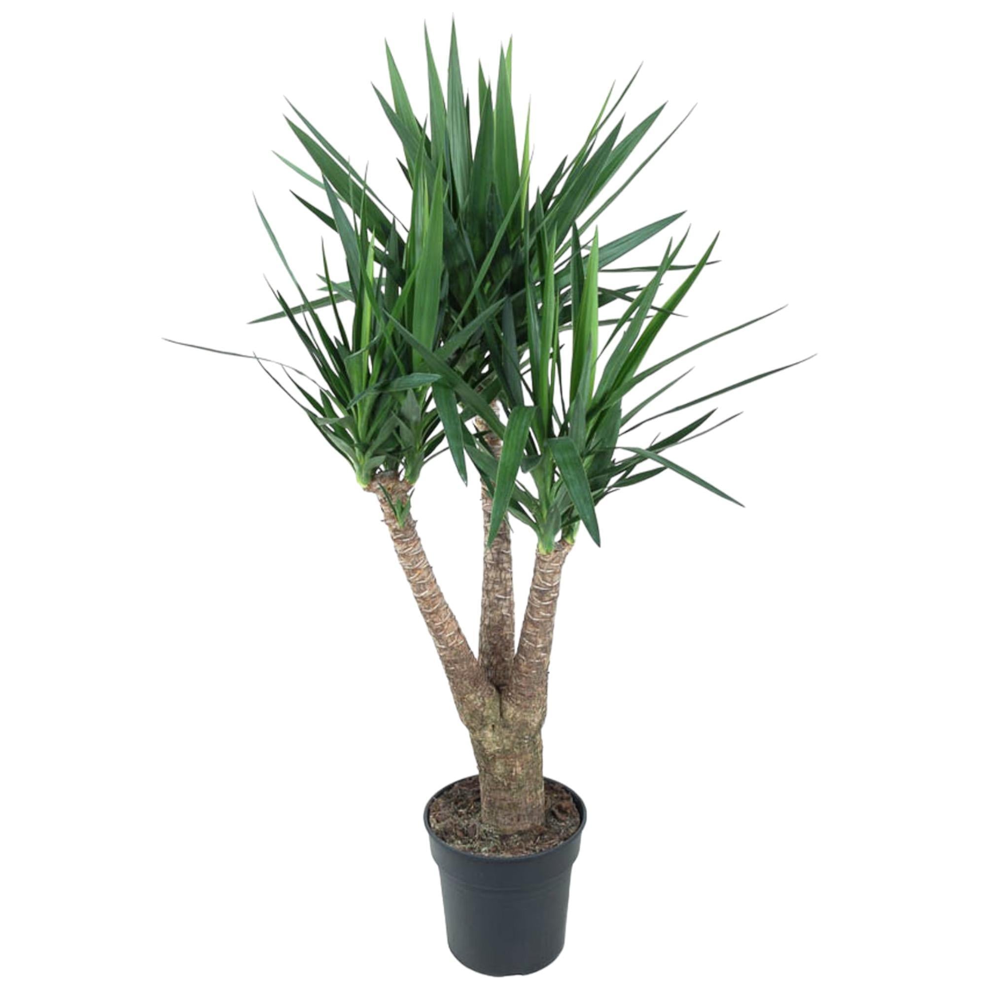 Yucca Elephantipe vertakt - 150 cm - ø31