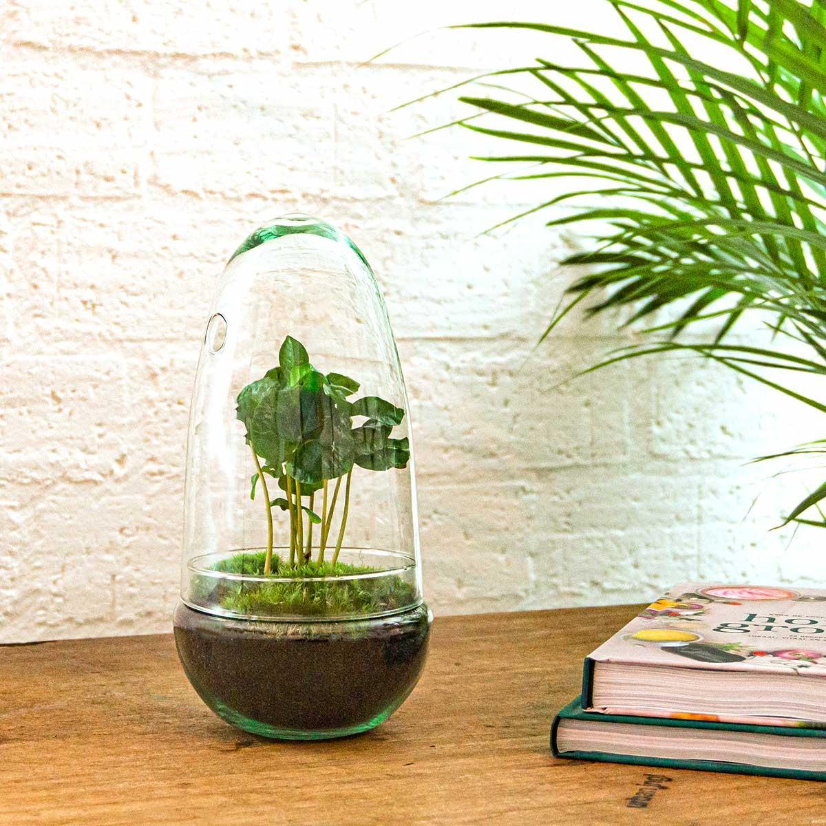 DIY terrarium - Egg Coffea Arabica - ↑ 25 cm