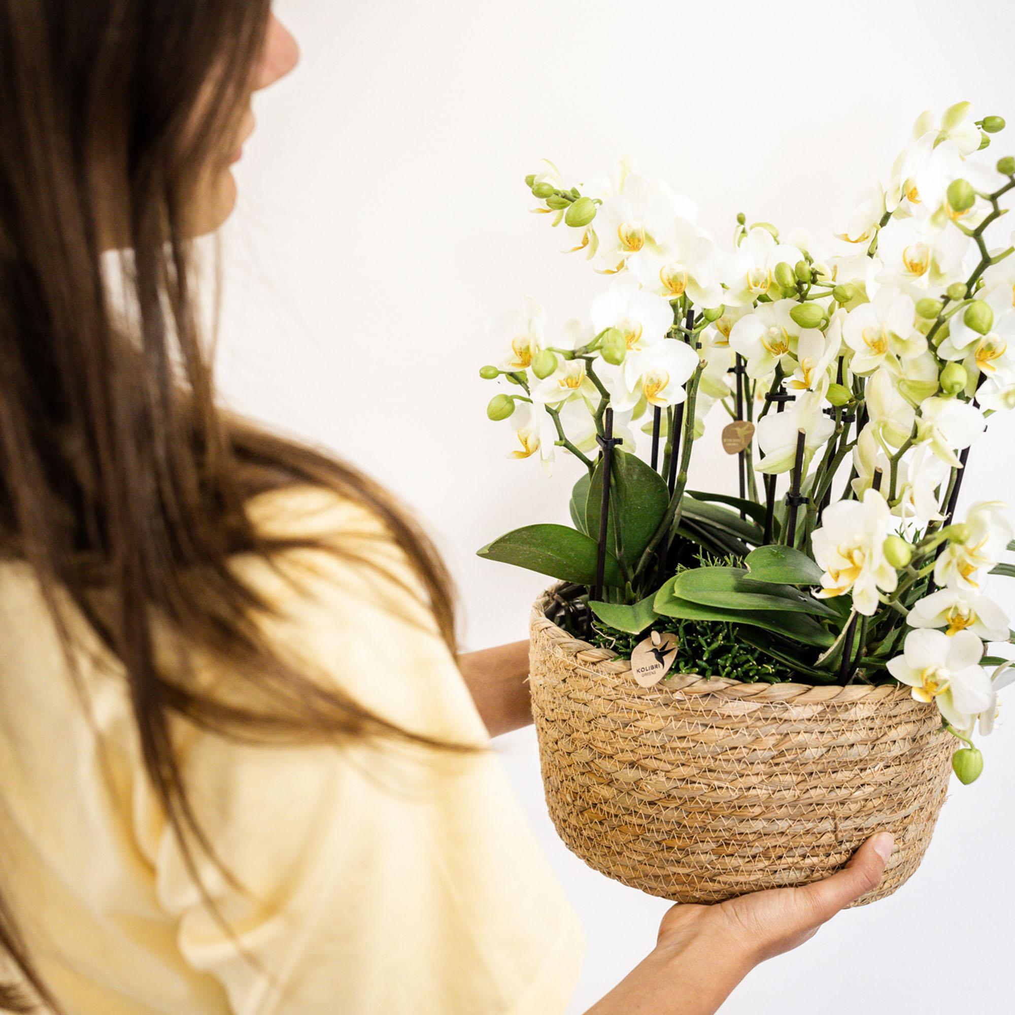 Kolibri Orchids | witte plantenset in Reed Basket incl. waterreservoir | drie witte orchideeën Lausanne 9cm en drie groene planten Rhipsalis | Jungle Bouquet wit met zelfvoorzienend waterreservoir