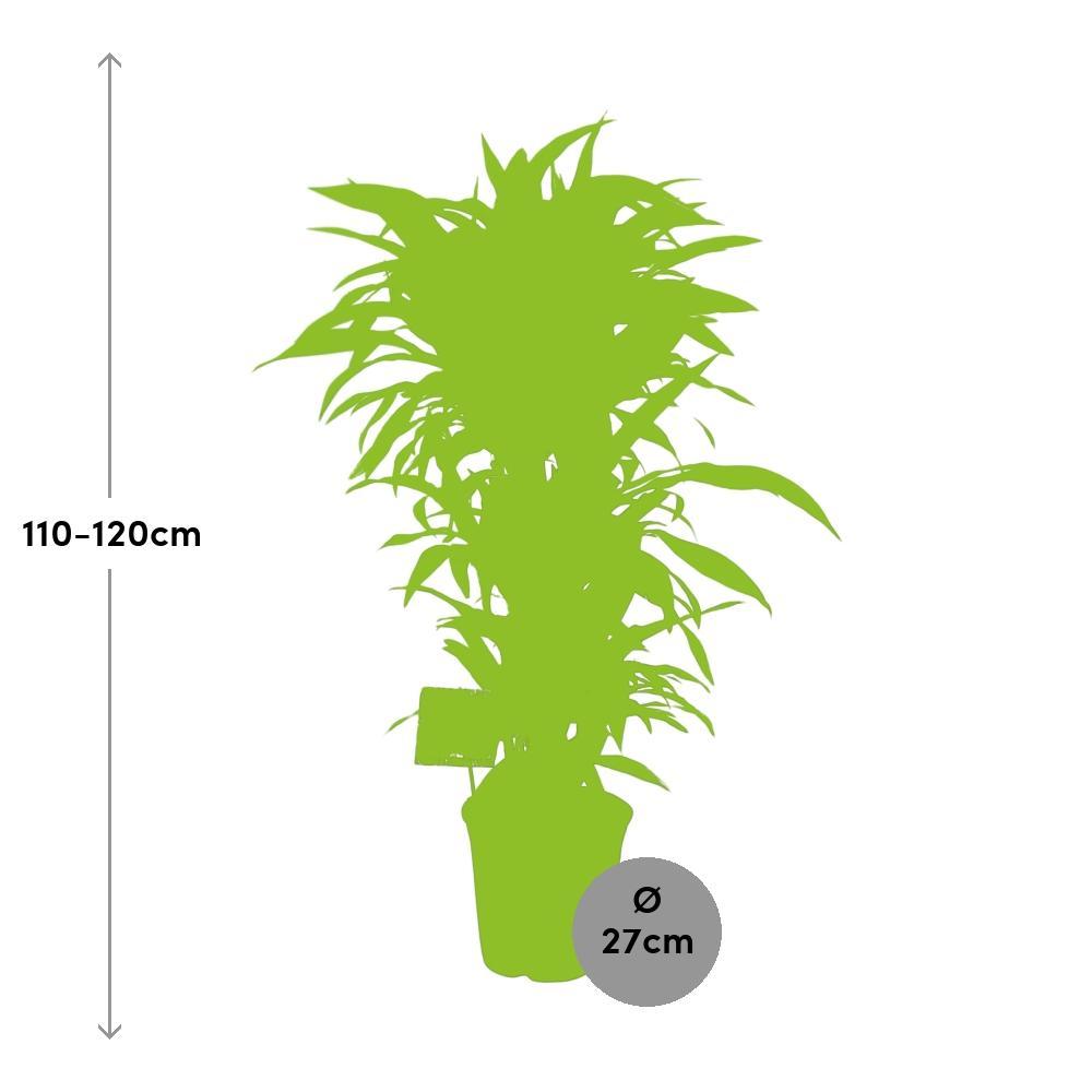 Ø27cm - ↕120cm