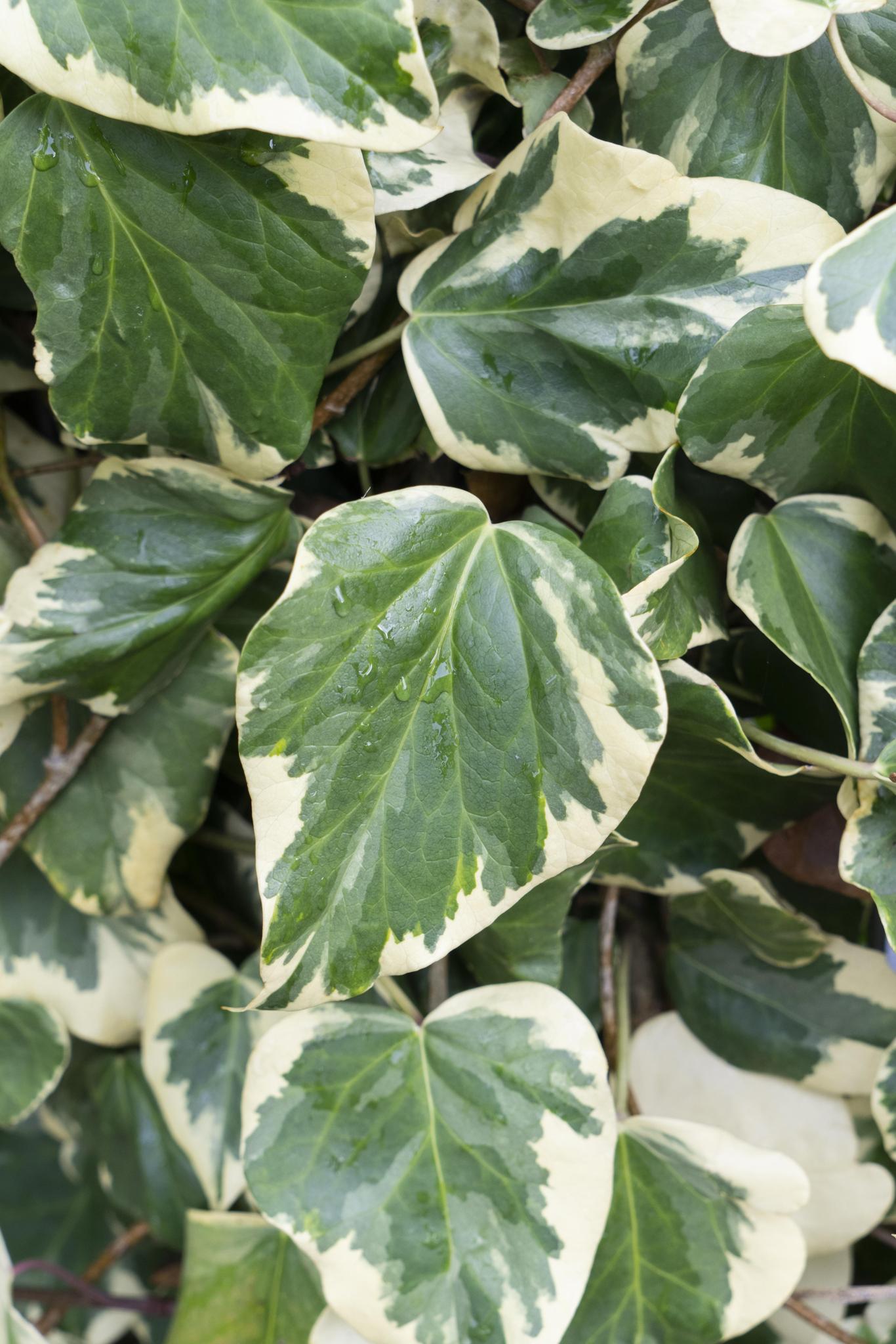 Hedera colchica 'Dentata Variegata' - ↨65cm - Ø15