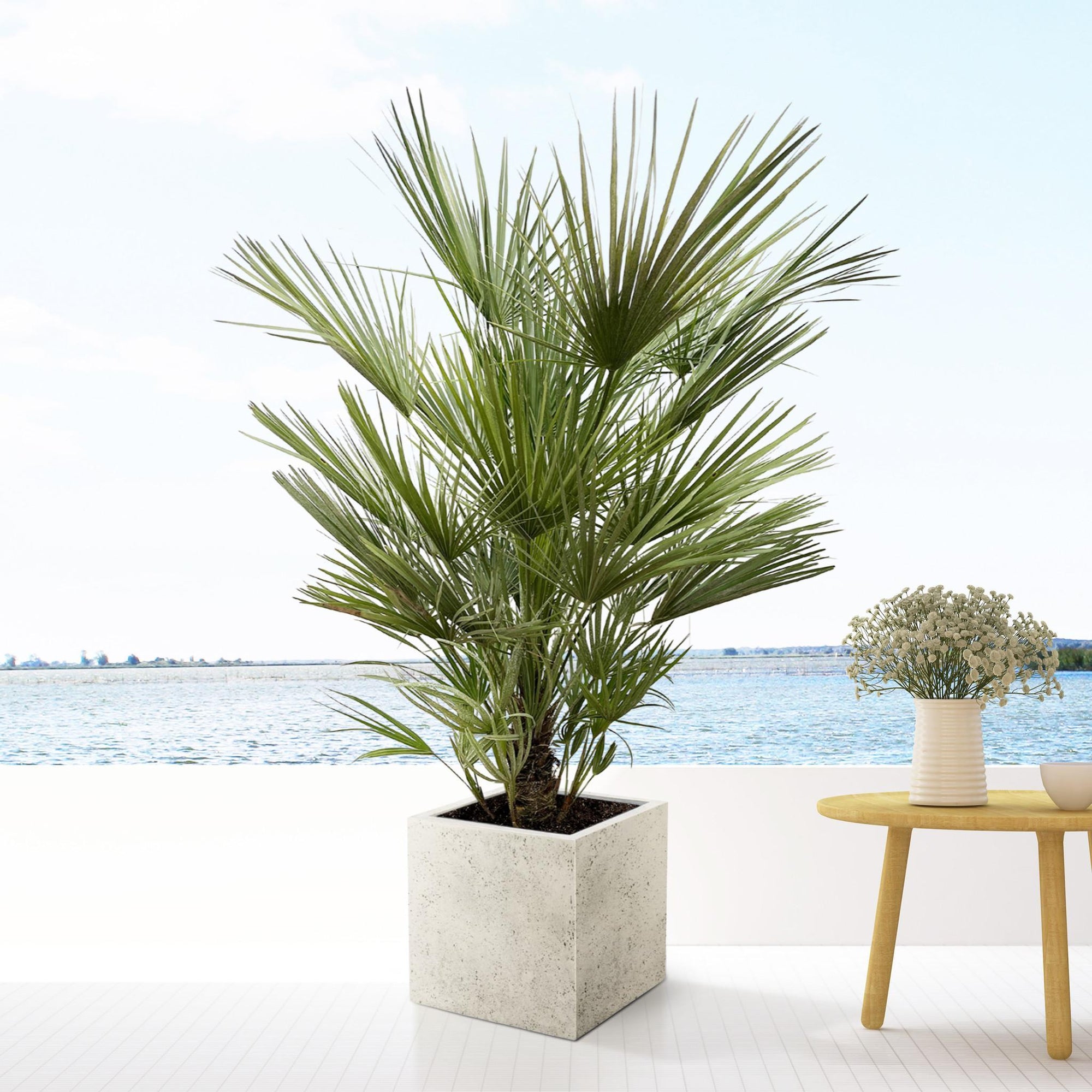 Chamaerops Humilis struik - 150cm- ø35