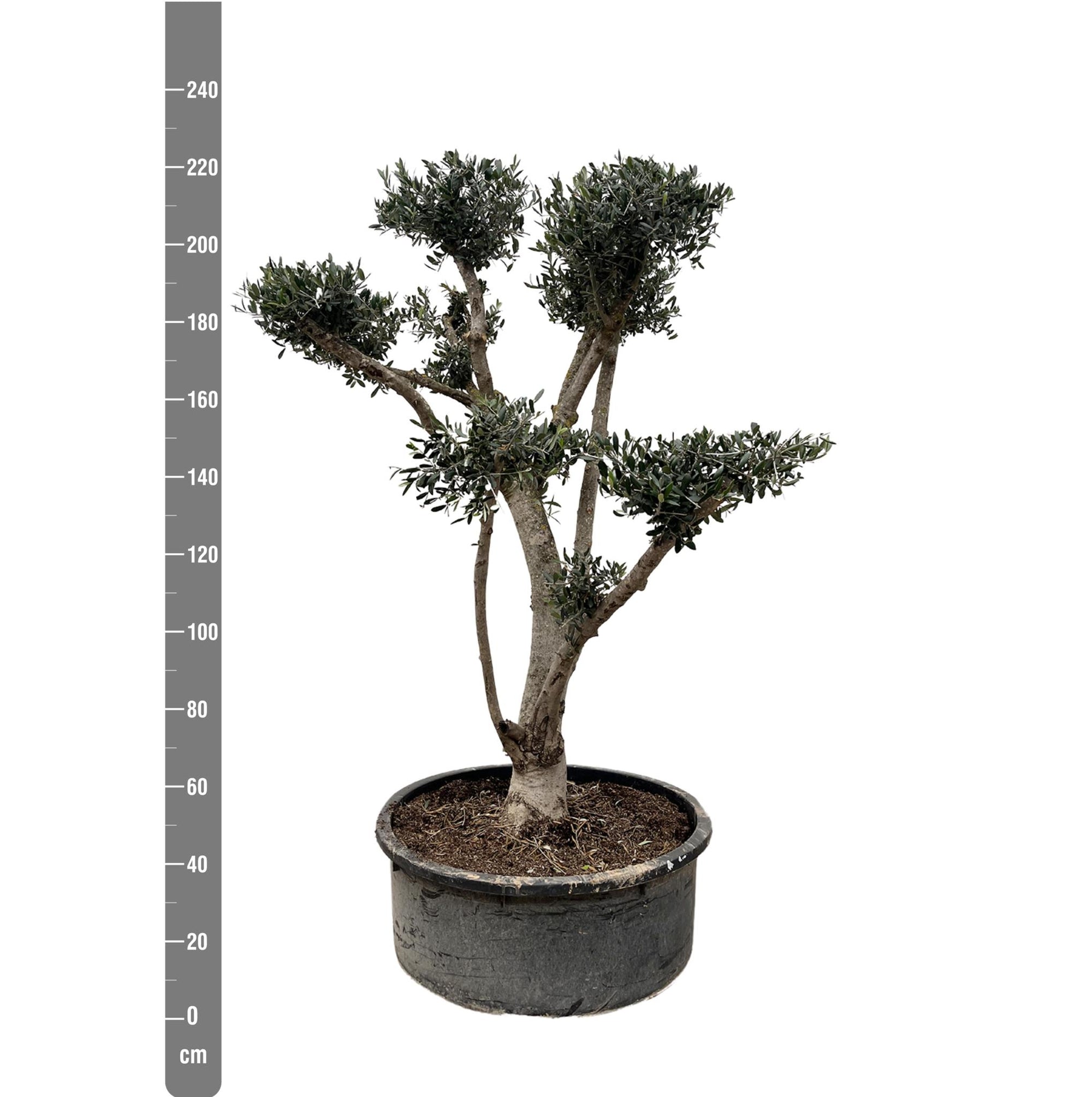 Olea Europaea Pompon - 225cm- Ø80